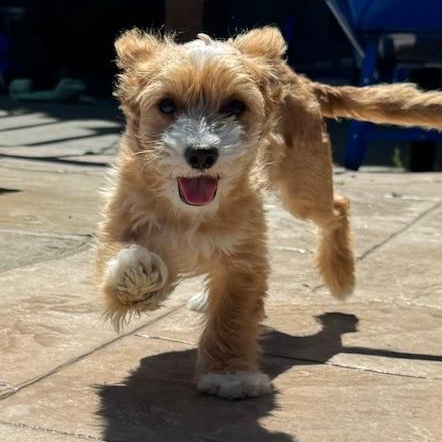 Enlarge Danny, an adopted mixed breed in Antioch, CA image 1/3