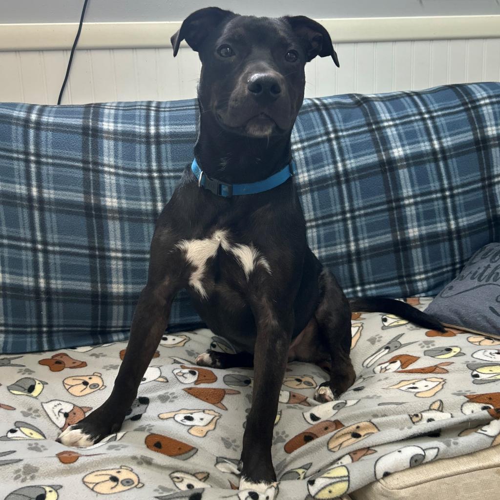 Chops, Adoptable, Adult Male Boxer & Terrier.