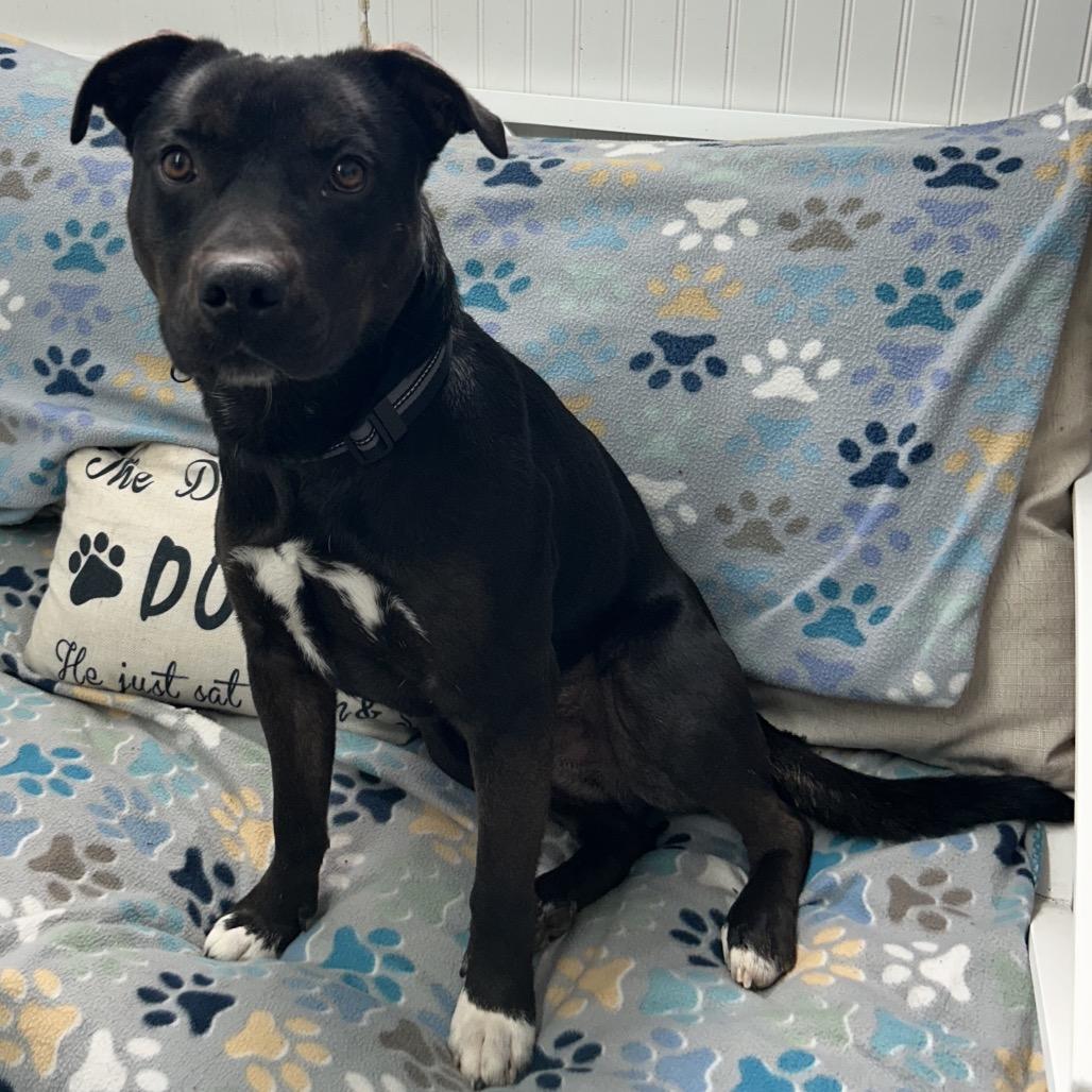 Enlarge Chops, a Adoptable mixed breed in Falmouth, KY image 2/2