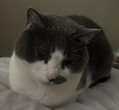 Enlarge Naylah - PSP, a Adopted Domestic Short Hair in Oakland Park, FL image 1/1