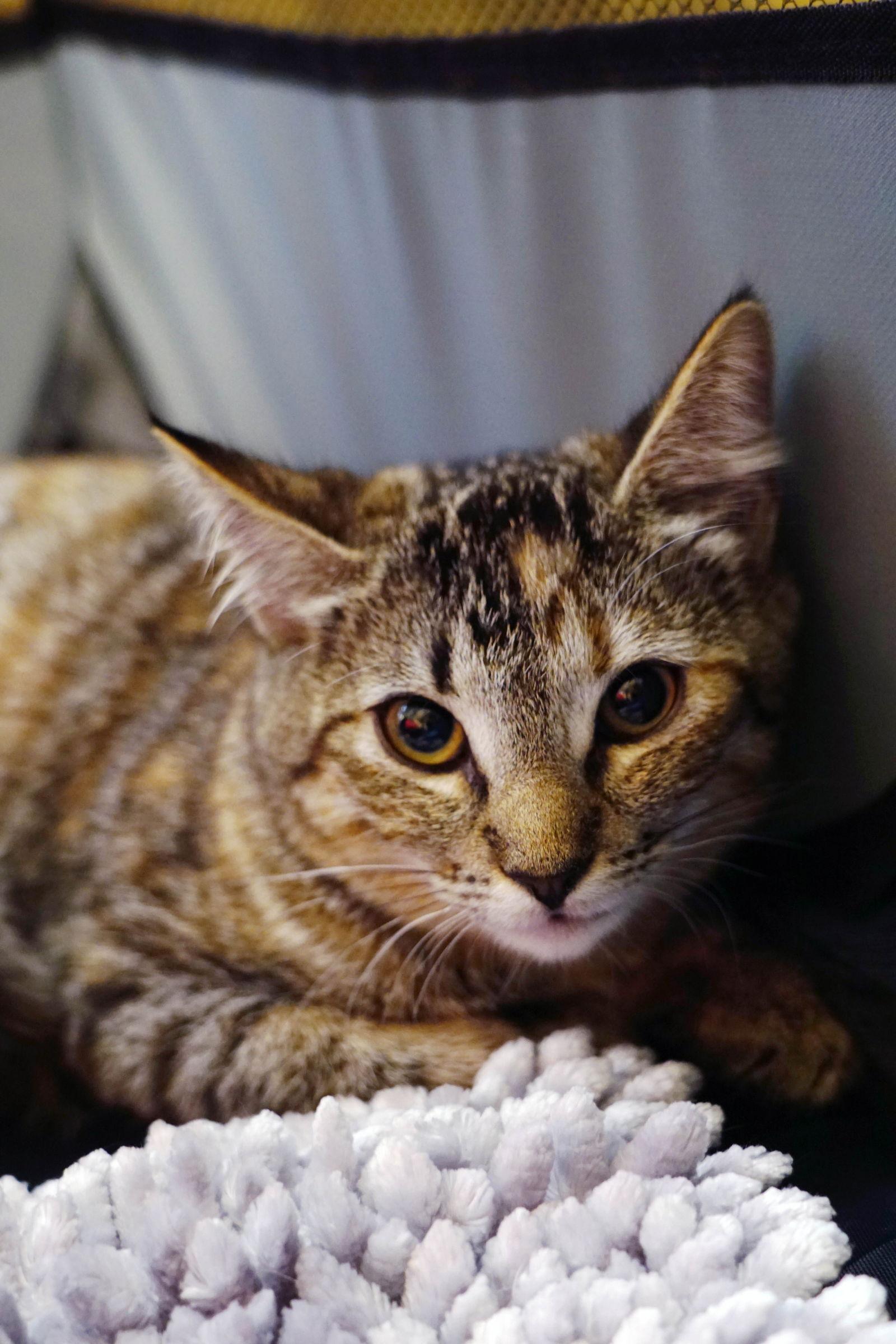 Snickers, Adoptable, Young Female Domestic Short Hair & Tabby.