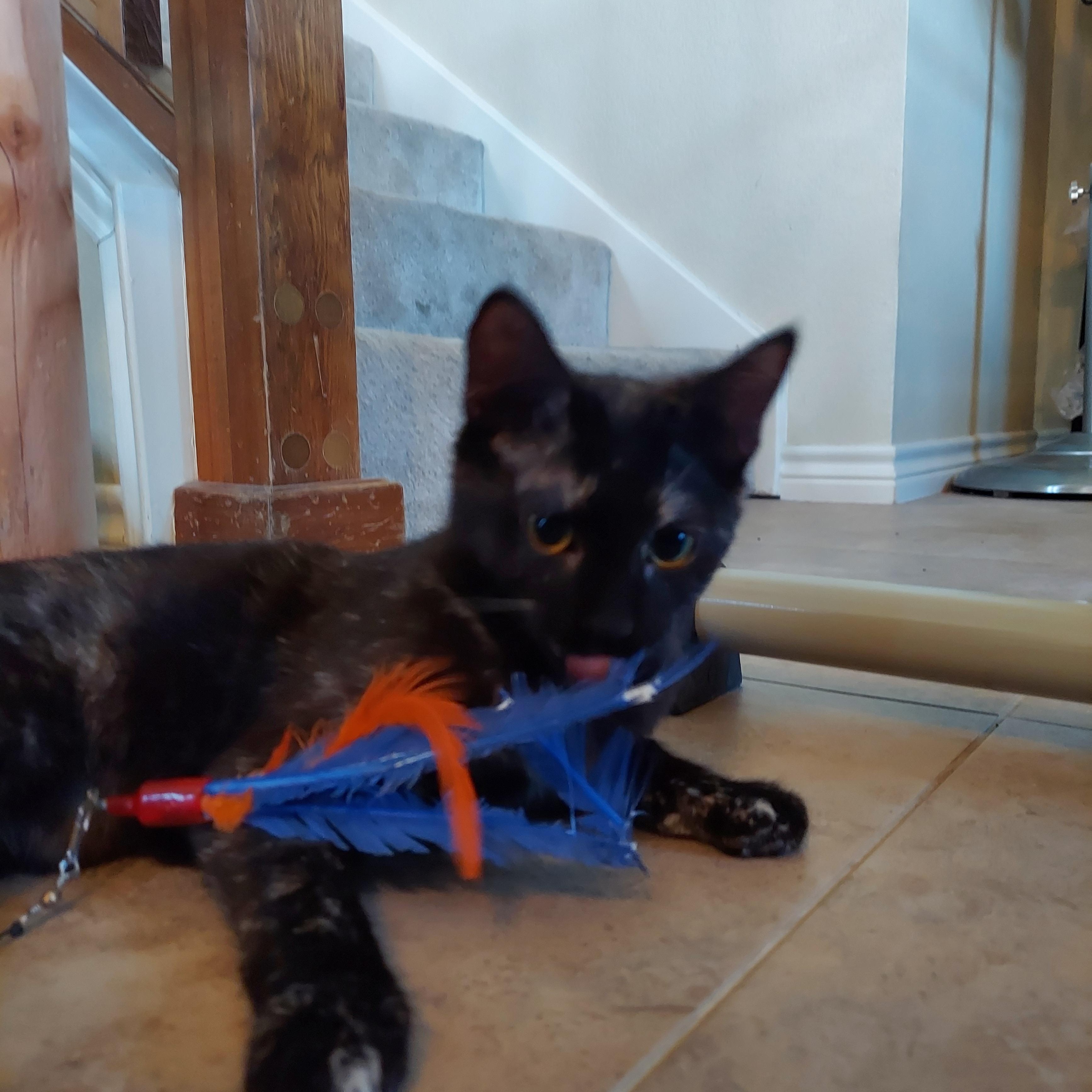 Pebbles, a Adopted Tortoiseshell in Dallas, TX image 2/6