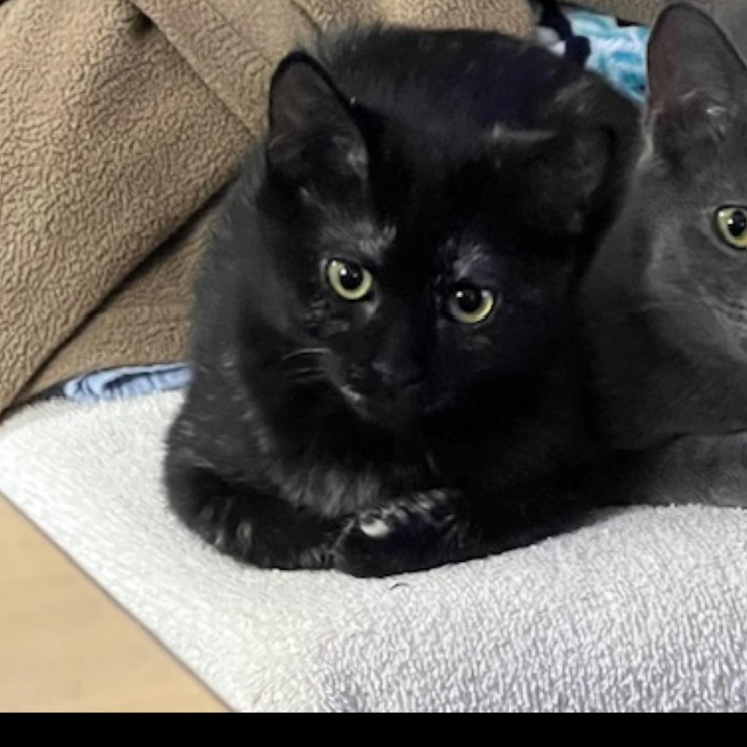 Pebbles, a Adopted Tortoiseshell in Dallas, TX image 3/6