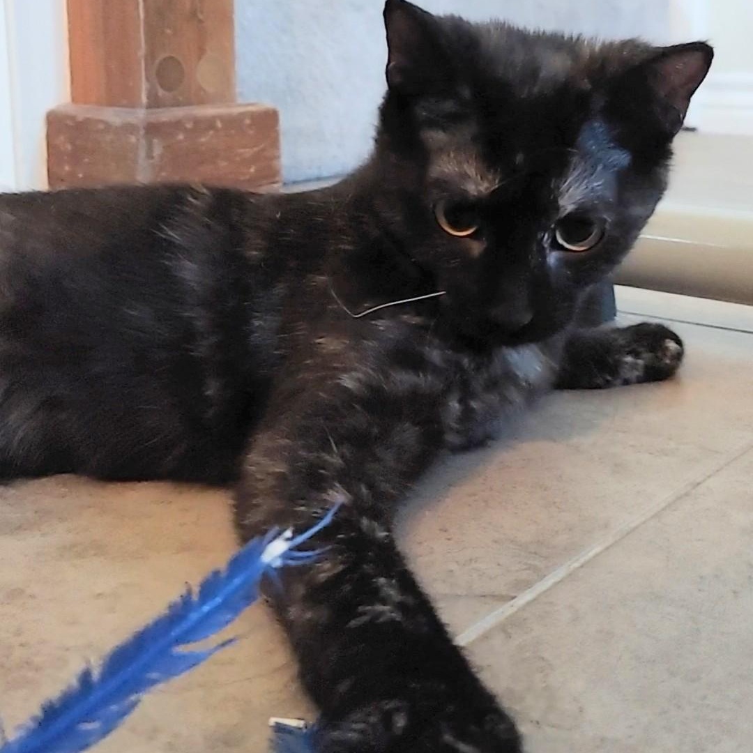 Pebbles, a Adopted Tortoiseshell in Dallas, TX image 4/6