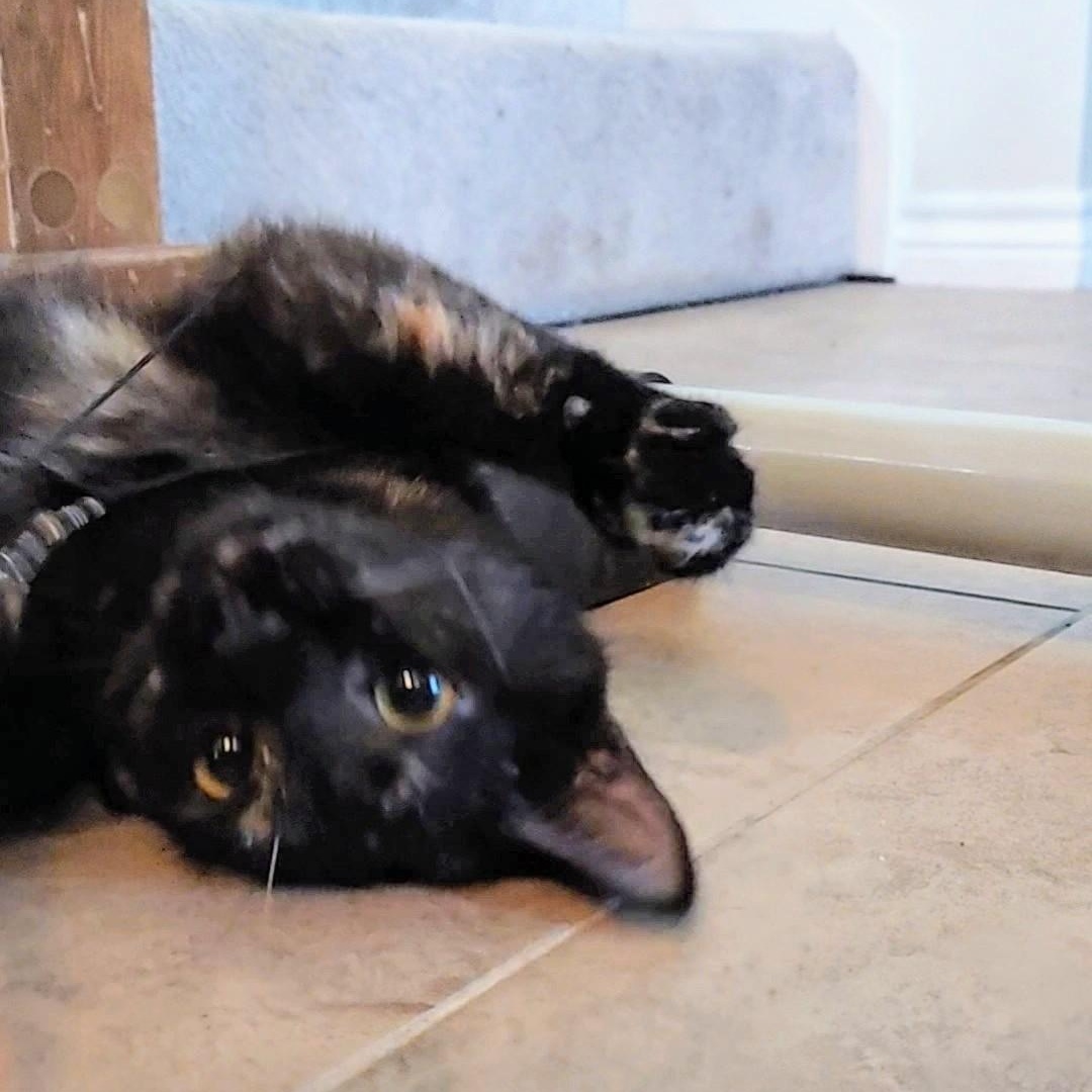 Pebbles, a Adopted Tortoiseshell in Dallas, TX image 5/6