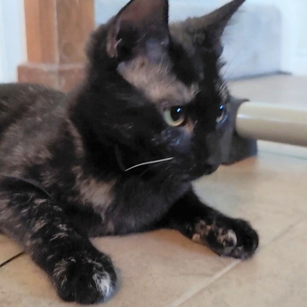 Pebbles, a Adopted Tortoiseshell in Dallas, TX image 6/6