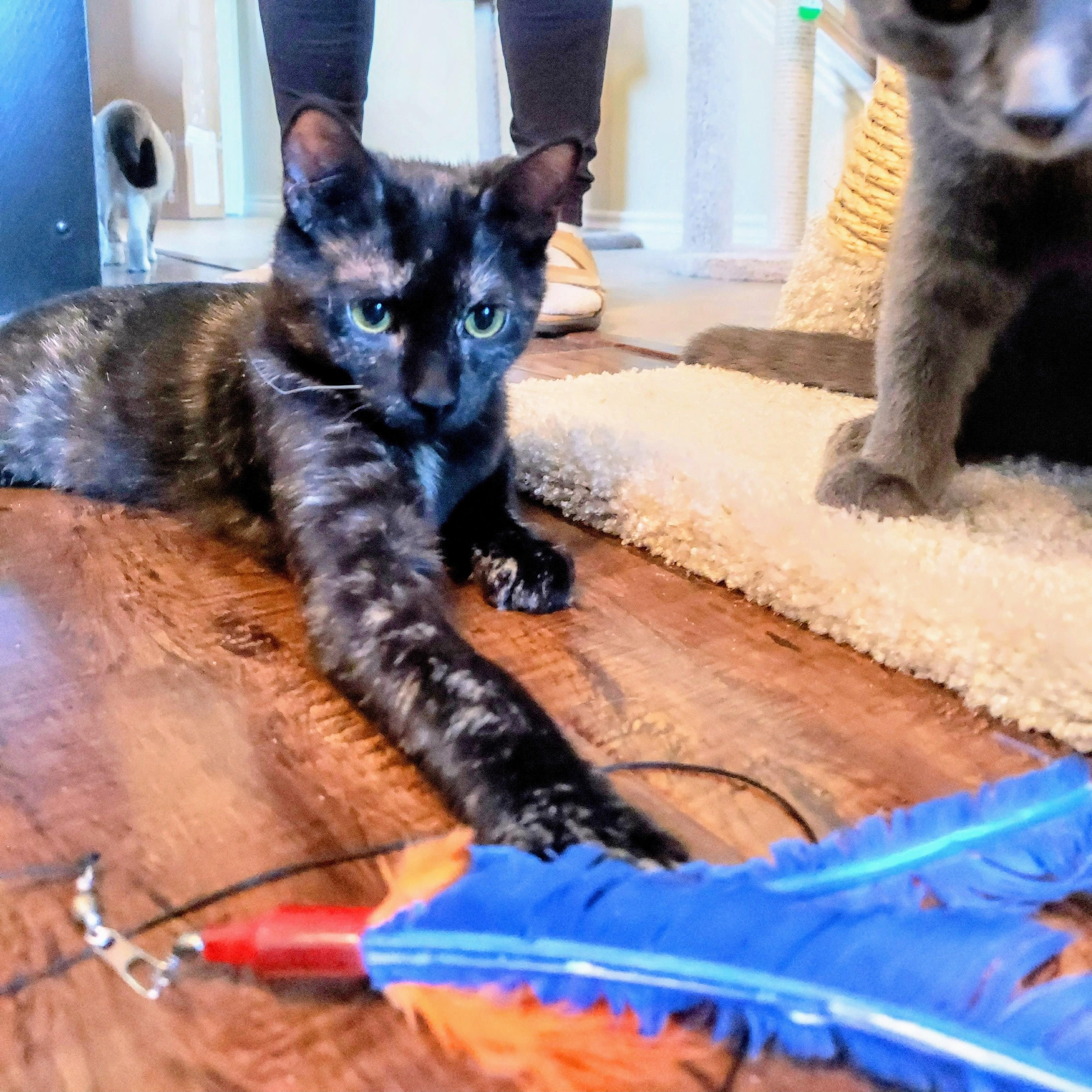 Pebbles, Adopted, Kitten Female Tortoiseshell.