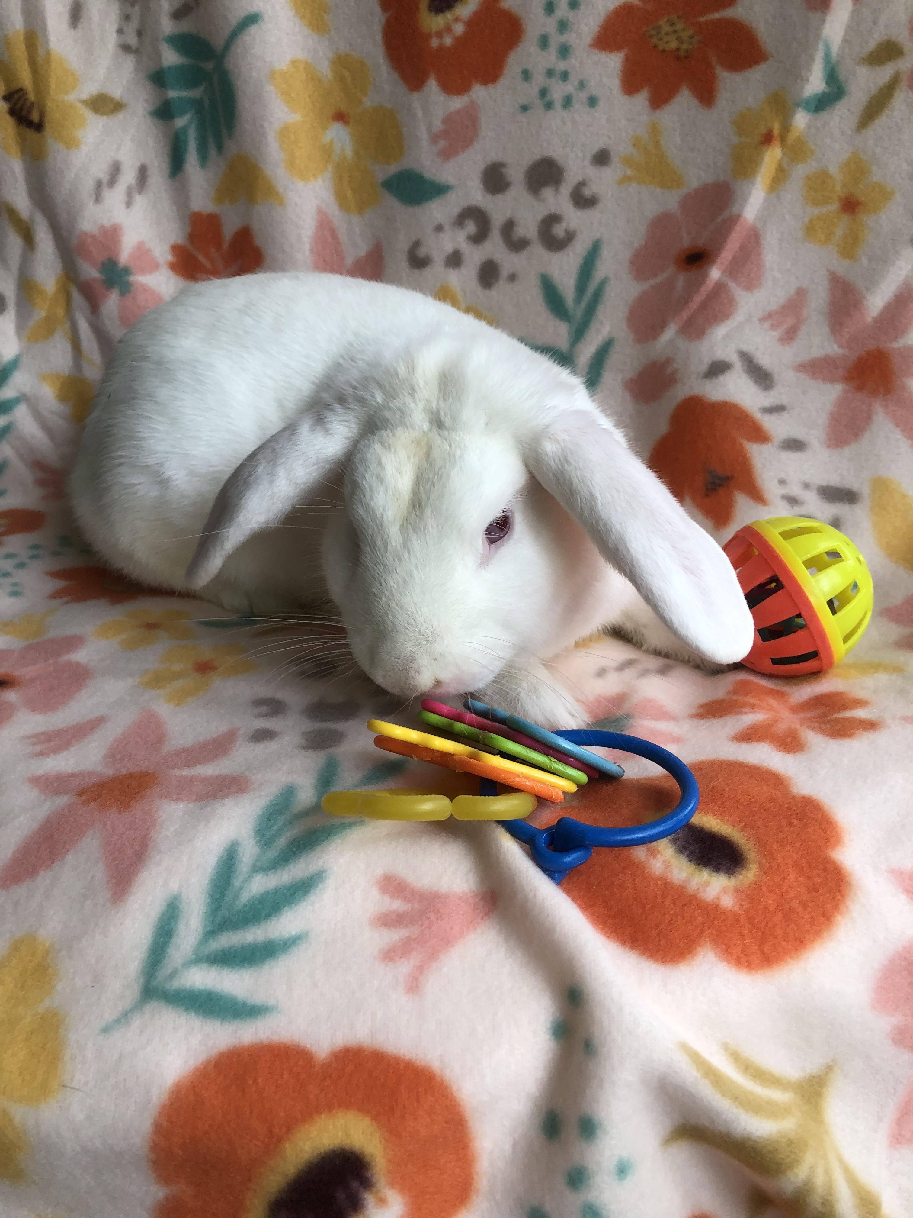 Enlarge Sir Bunivere, a ADOPTABLE Lop Eared in San Antonio, TX image 2/4