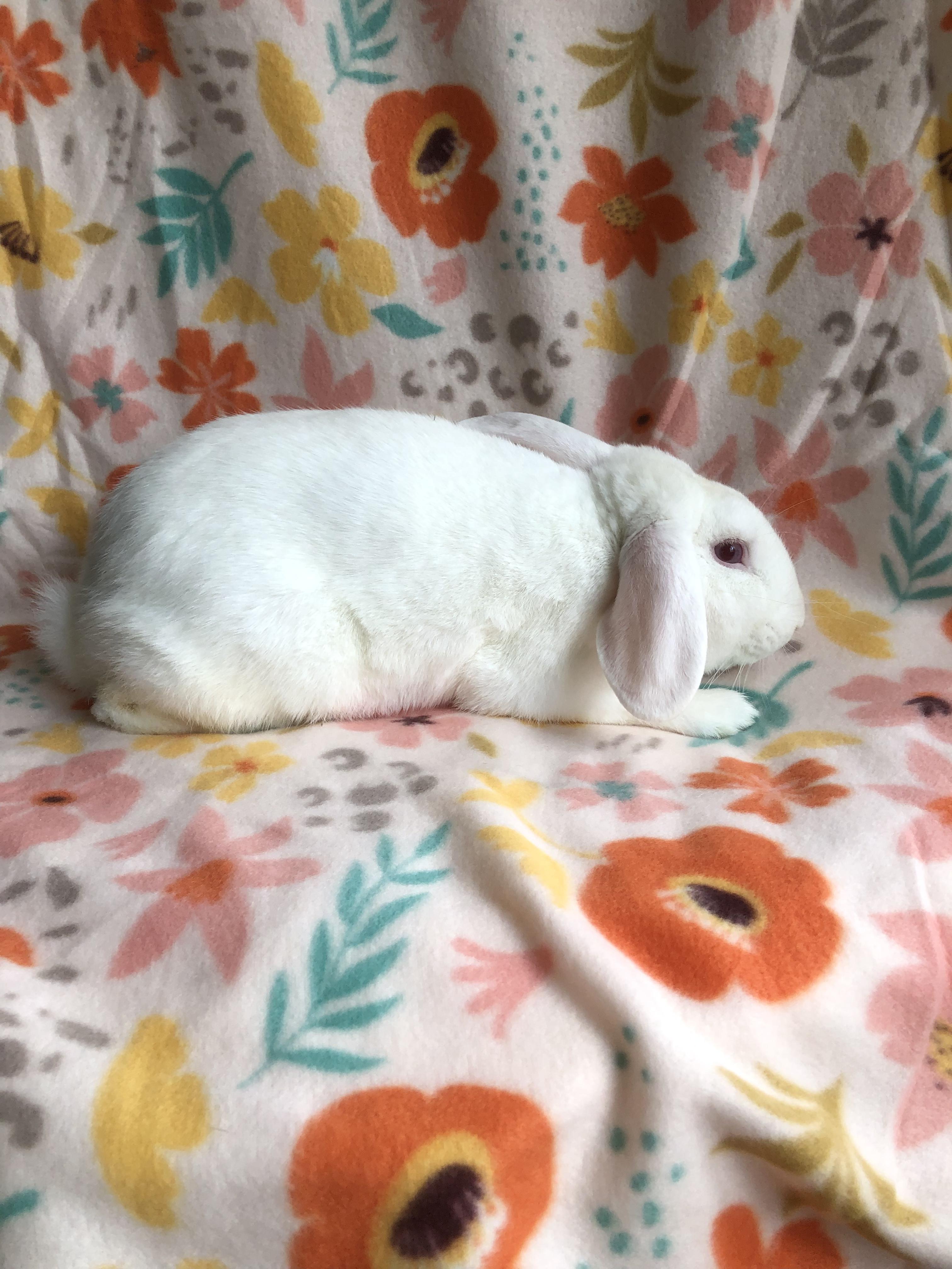 Enlarge Sir Bunivere, a ADOPTABLE Lop Eared in San Antonio, TX image 3/4