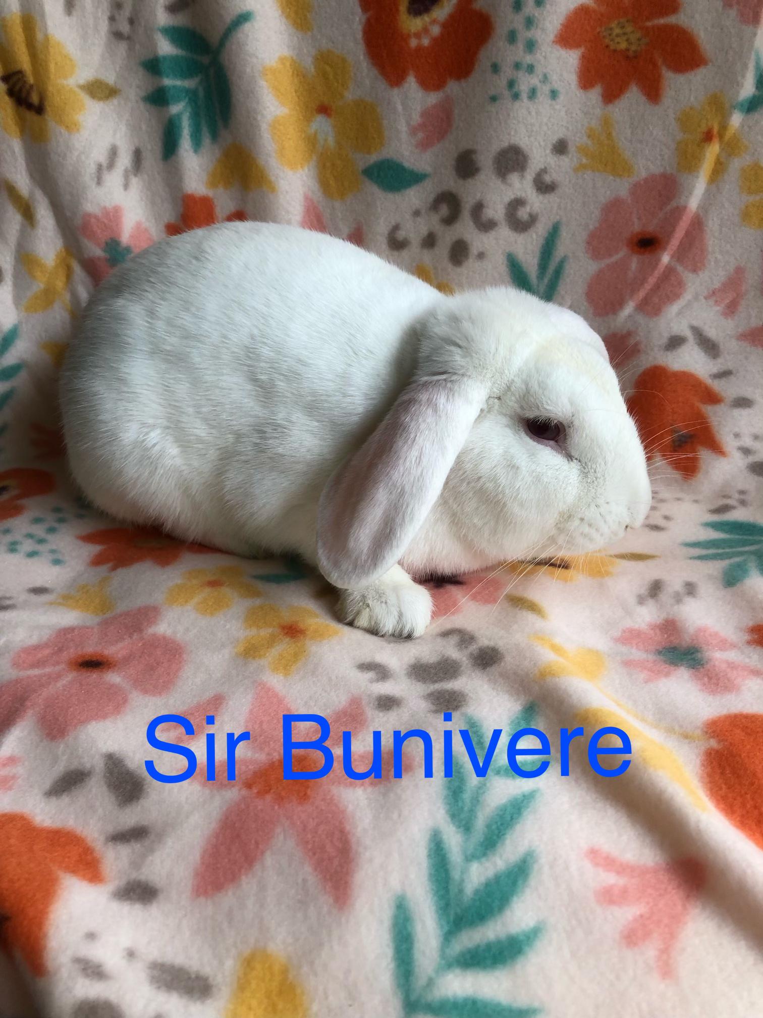 Enlarge Sir Bunivere, a ADOPTABLE Lop Eared in San Antonio, TX image 1/4