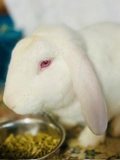 Enlarge Sir Bunivere, a ADOPTABLE Lop Eared in San Antonio, TX image 4/4