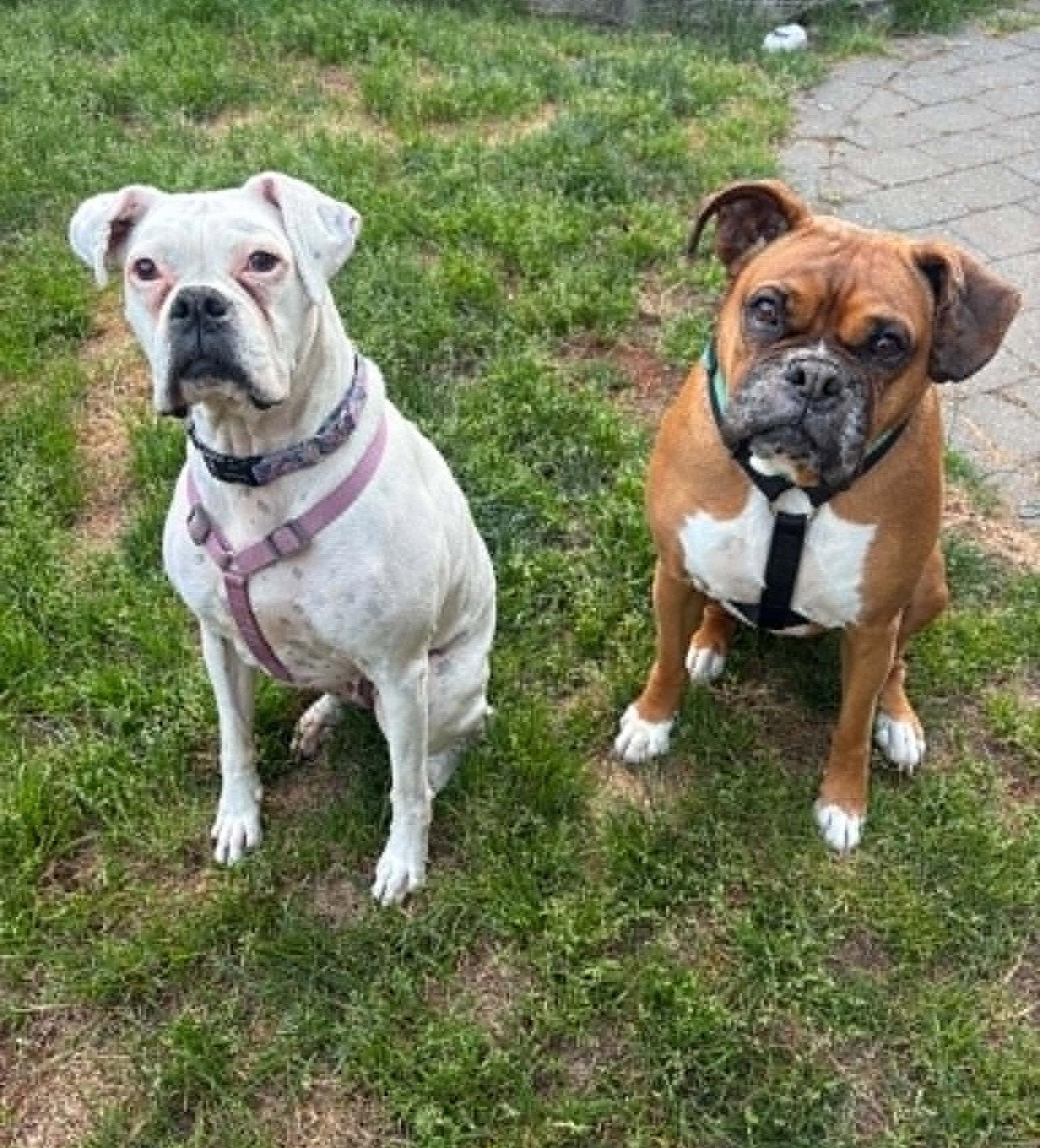 Quinn, Adopted, Senior Female Boxer.