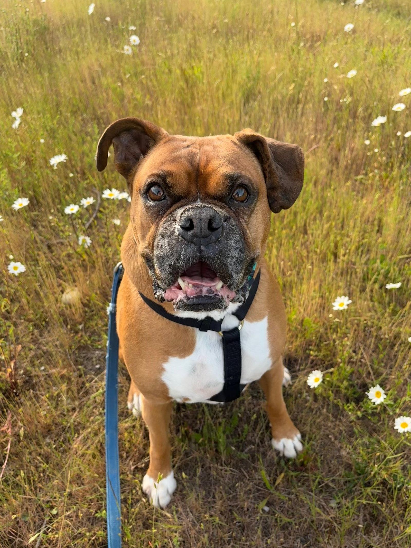 Quinn, a Adopted Boxer in Stanwood, WA image 3/3