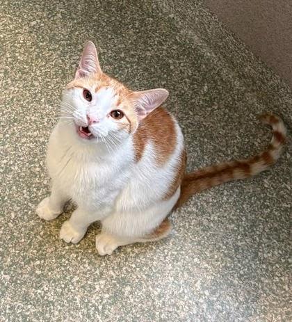 Trouble, Adoptable, Adult Male Domestic Short Hair & Domestic Short Hair.