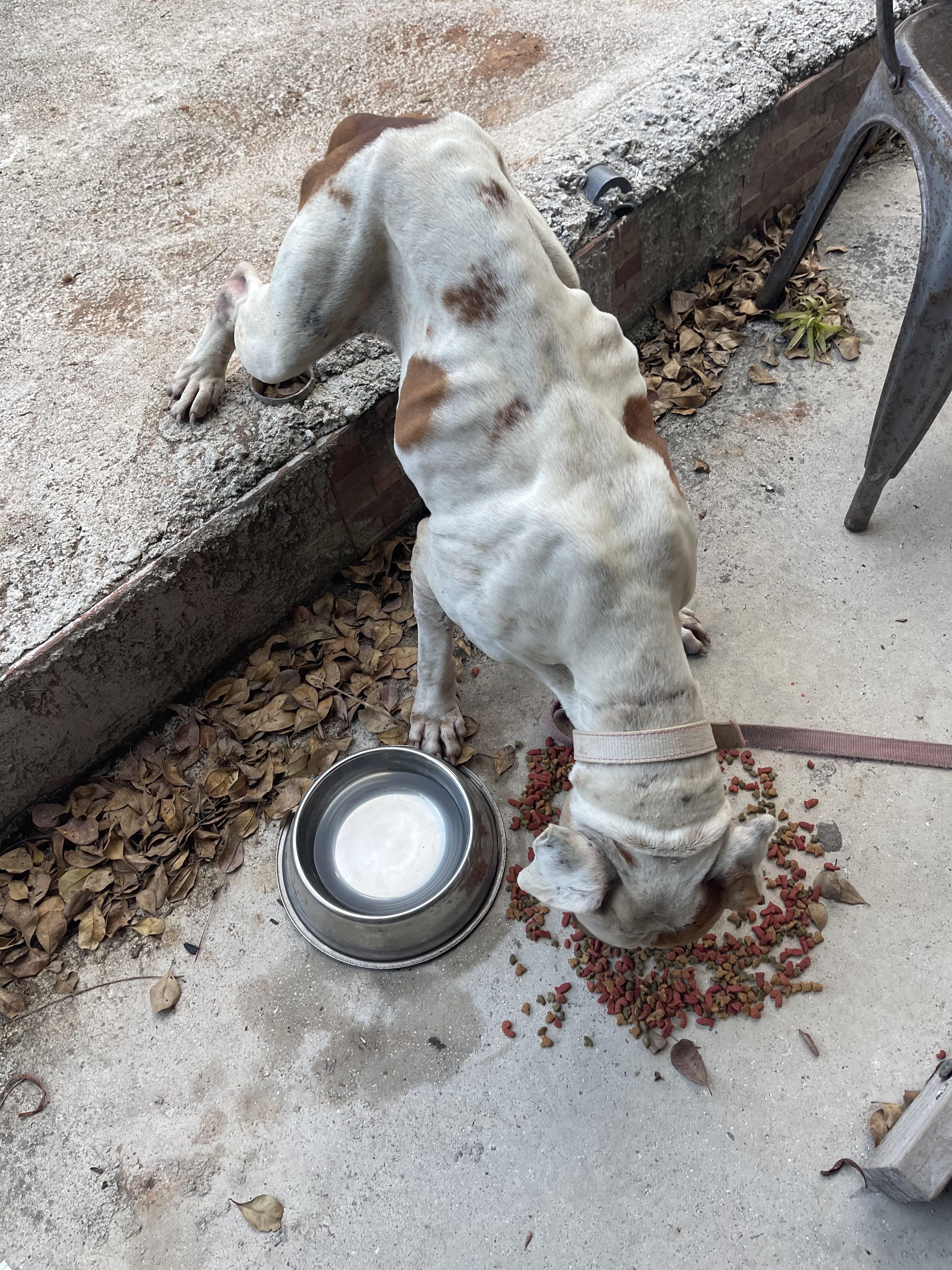 Enlarge Milo, a Adopted mixed breed in Ridgefield, CT image 2/6