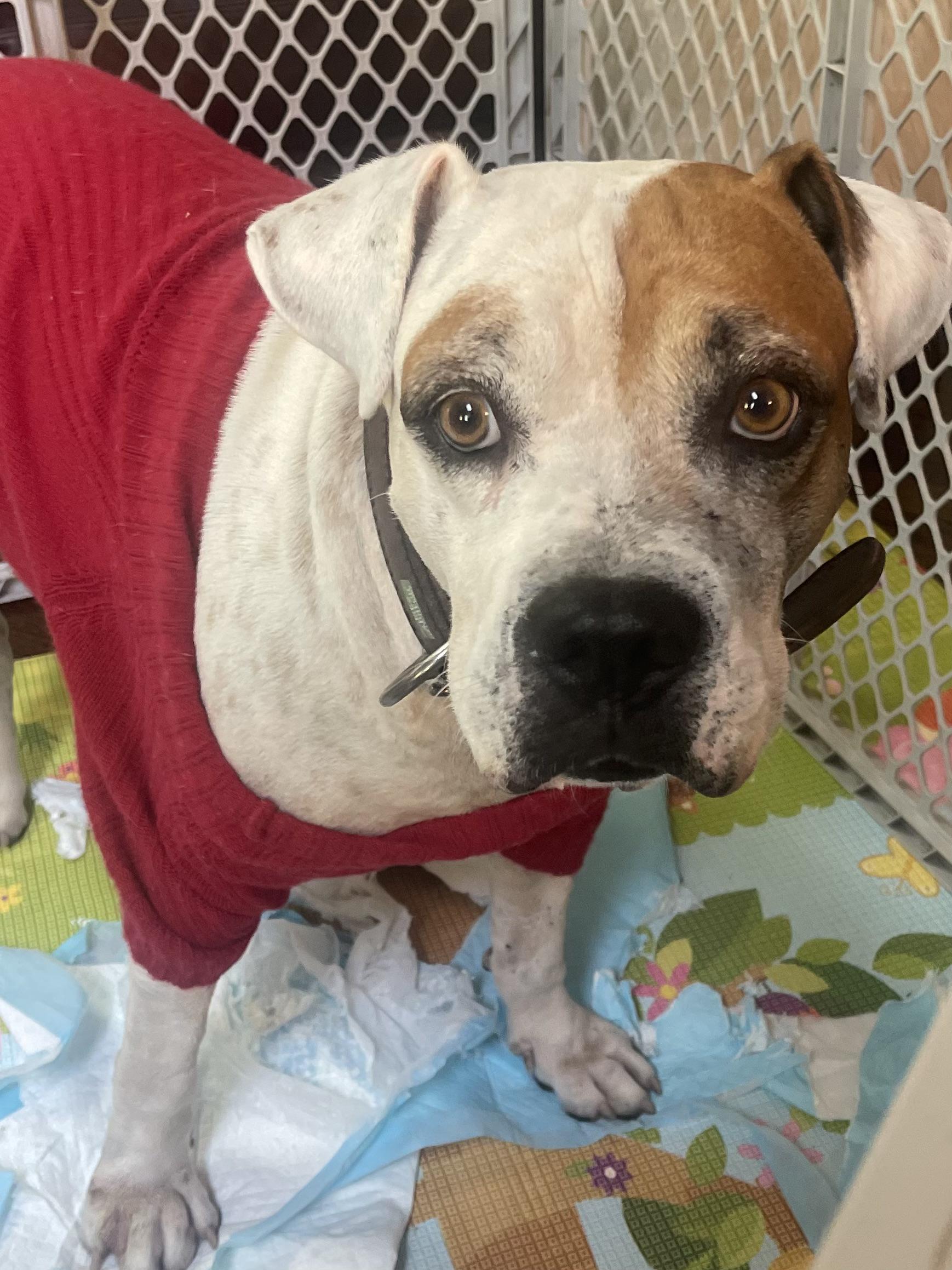 Enlarge Milo, a Adopted mixed breed in Ridgefield, CT image 3/6