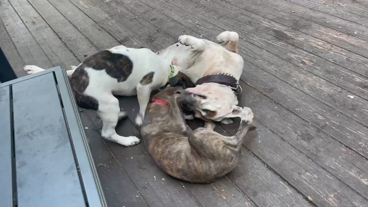 Enlarge Milo, a Adopted mixed breed in Ridgefield, CT video 6/6