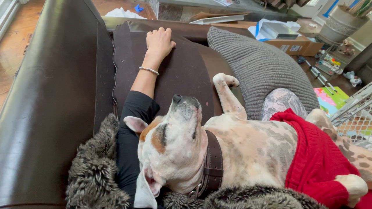 Enlarge Milo, a Adopted mixed breed in Ridgefield, CT video 5/6