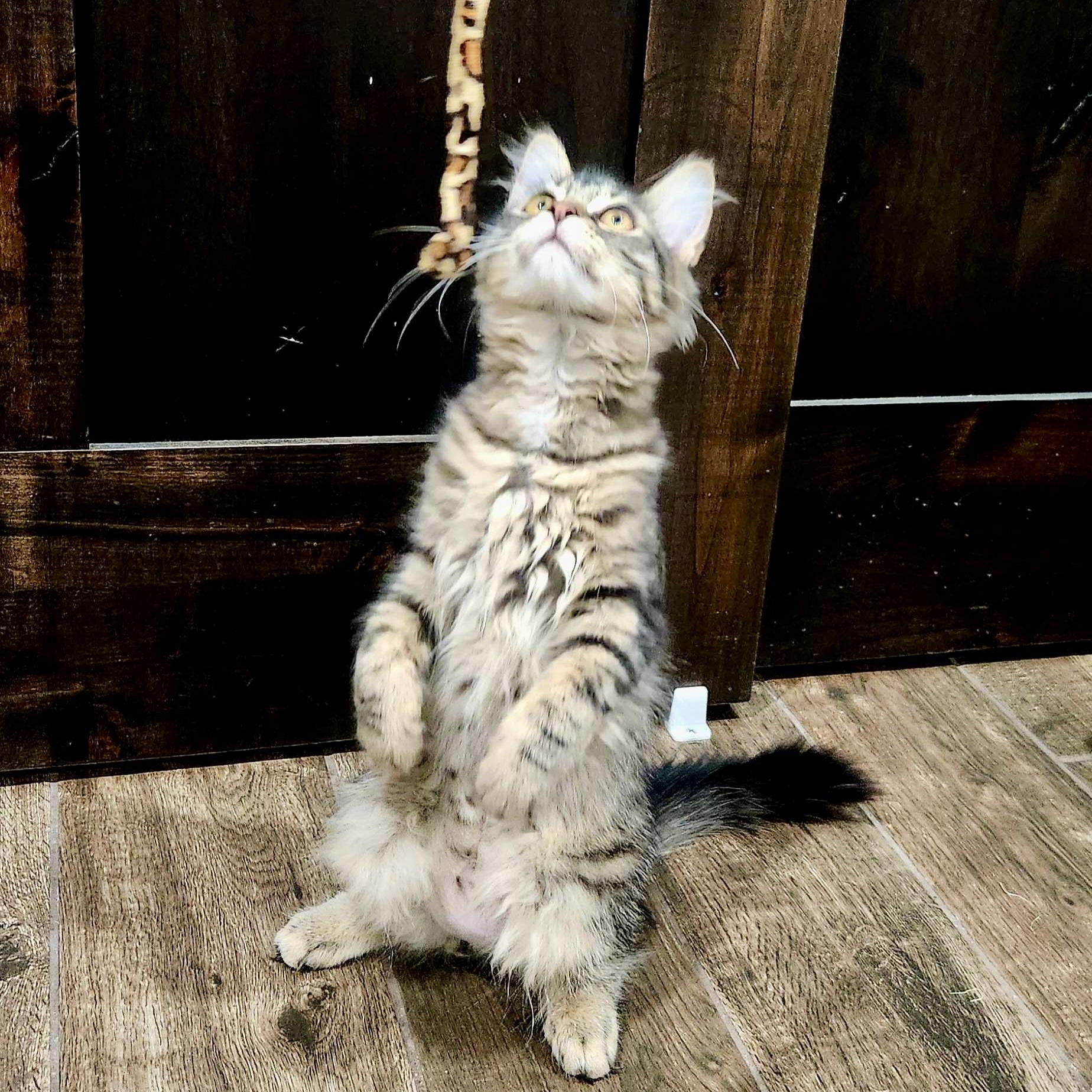 Leia (bonded with Uno), Adoptable, Kitten Female Domestic Short Hair.