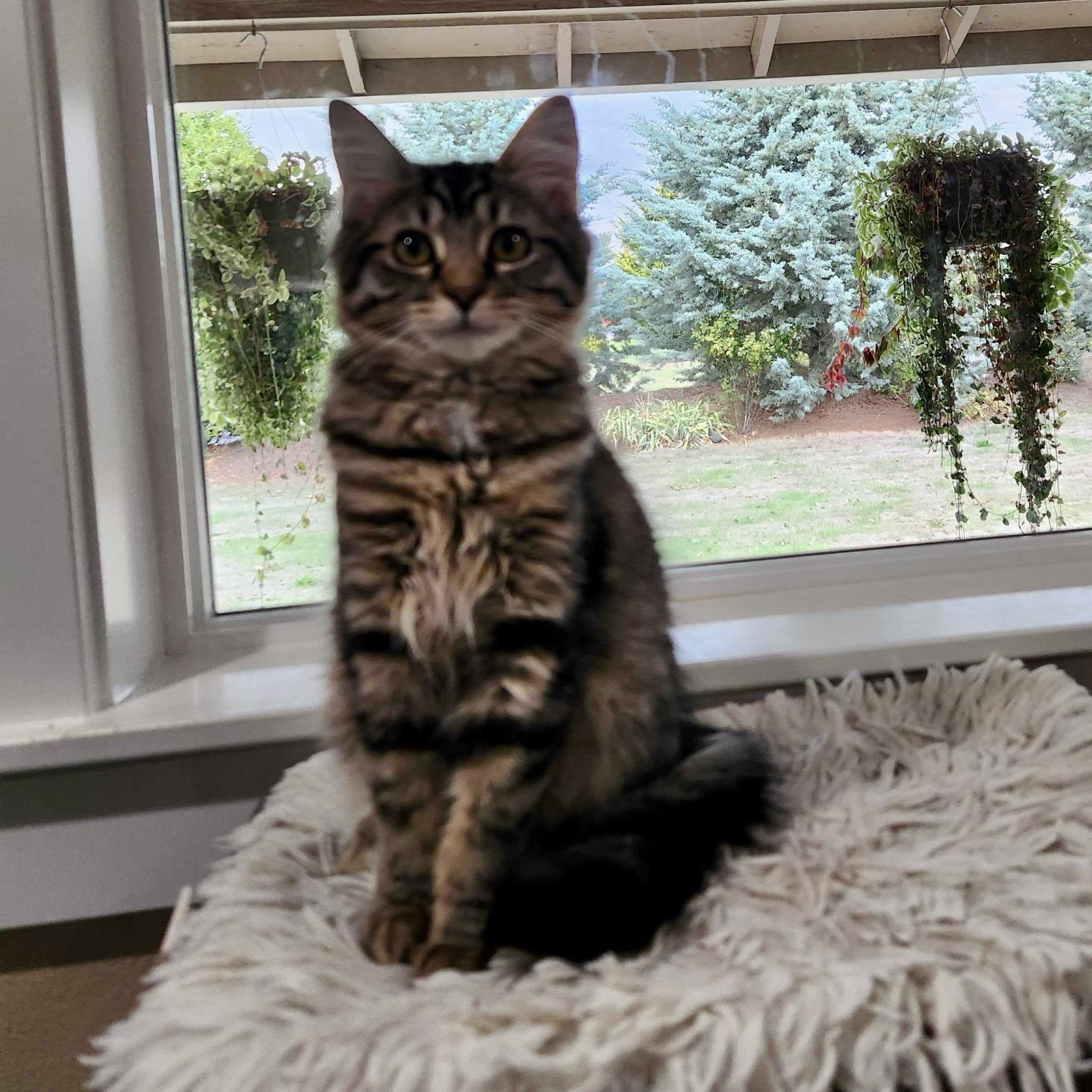 Enlarge Leia (bonded with Uno), a Adoptable Domestic Short Hair in Wilsonville, OR image 2/4