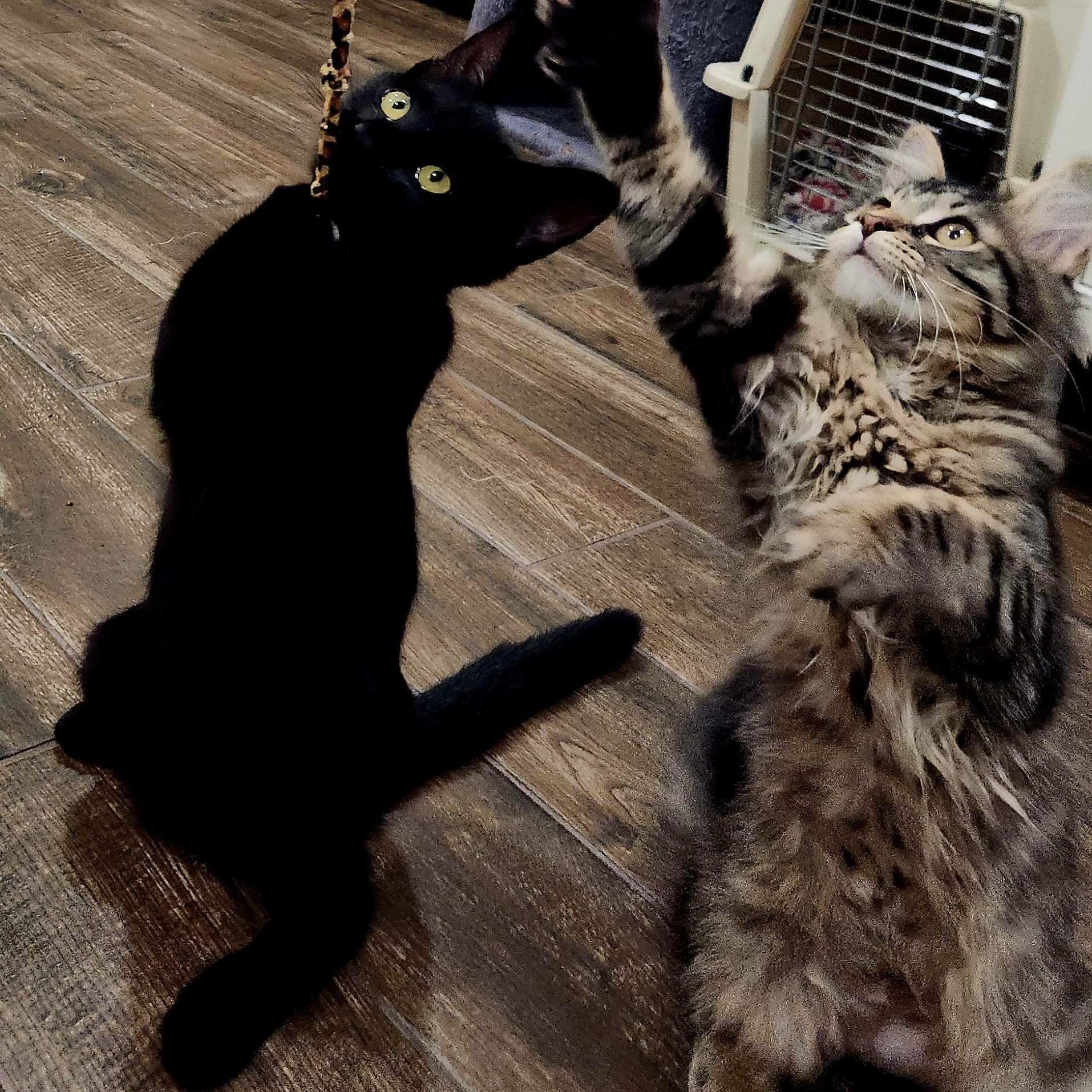 Enlarge Leia (bonded with Uno), a Adoptable Domestic Short Hair in Wilsonville, OR image 3/4