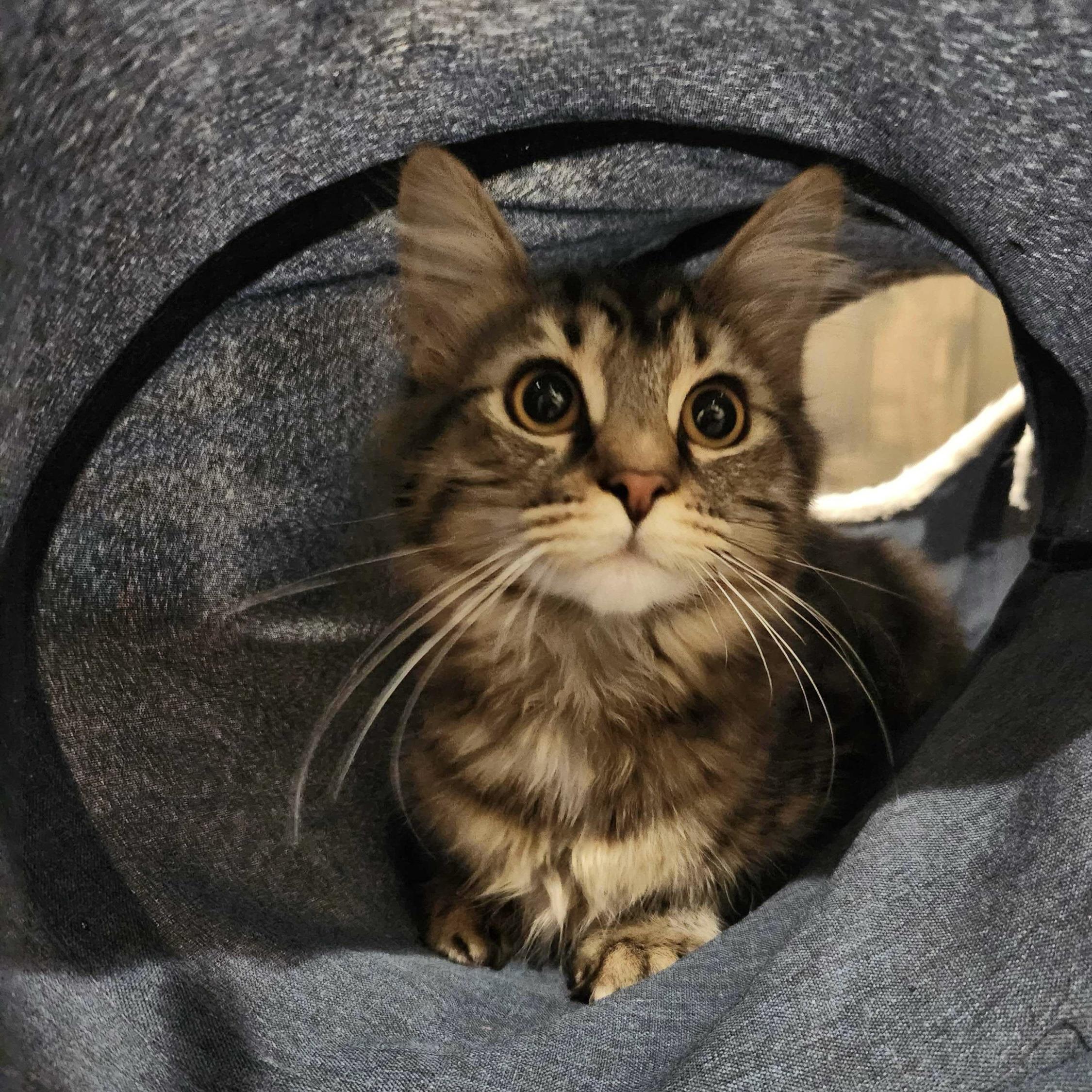 Enlarge Leia (bonded with Uno), a Adoptable Domestic Short Hair in Wilsonville, OR image 4/4