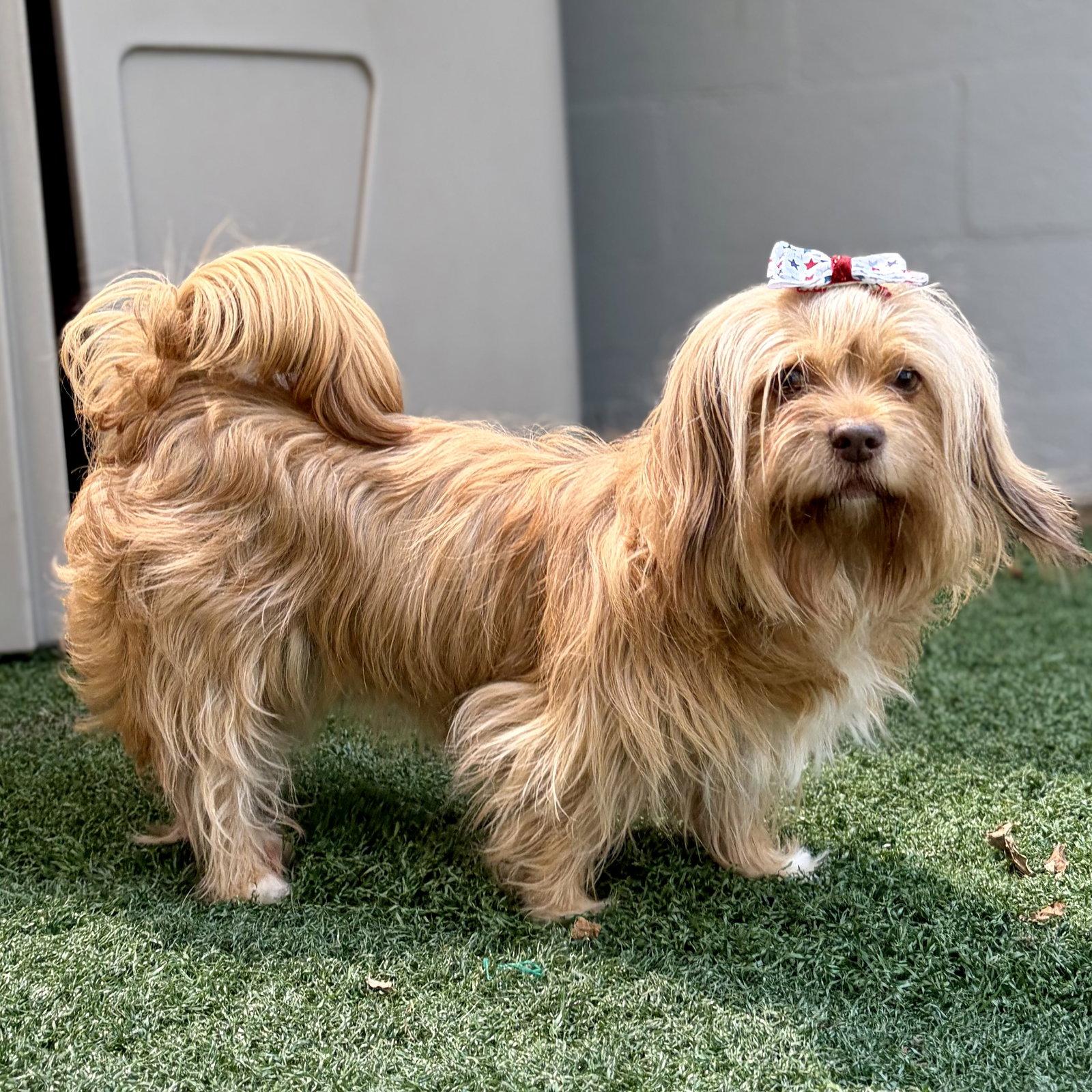 Sofia, Adopted, Adult Female Maltese.