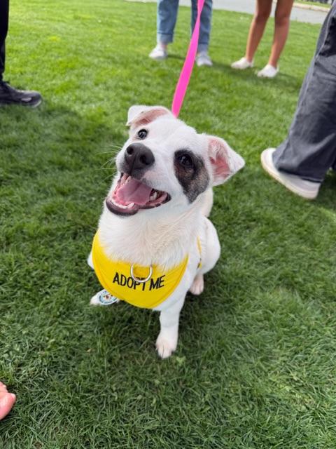 Sprout, a Adoptable mixed breed in clayton , CA image 1/5