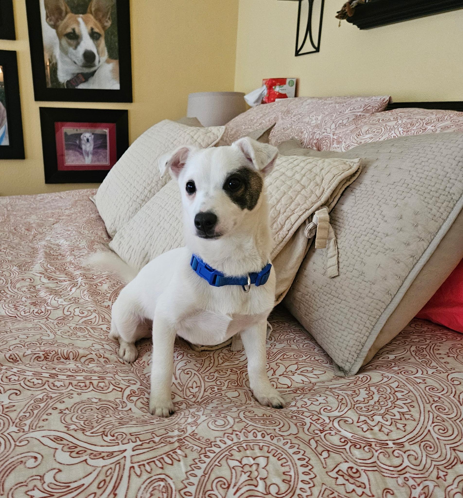 Sprout, a Adoptable mixed breed in clayton , CA image 4/5