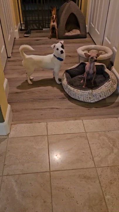 Enlarge Sprout, a Adoptable mixed breed in clayton , CA video 3/5