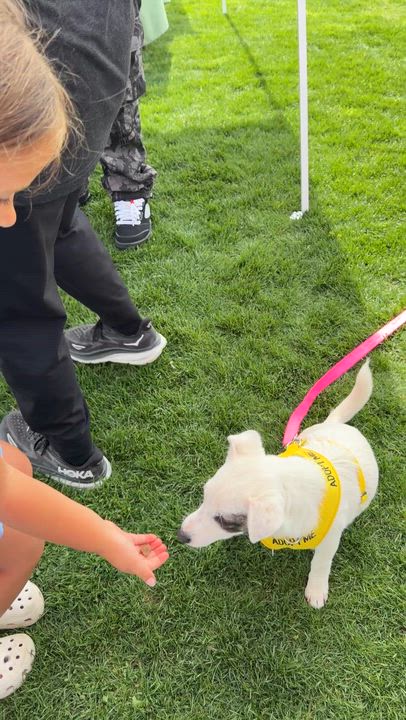 Enlarge Sprout, a Adoptable mixed breed in clayton , CA video 5/5