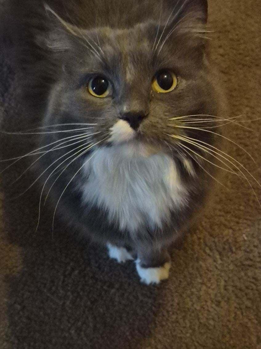Stormy, Adoptable, Adult Female Domestic Medium Hair.