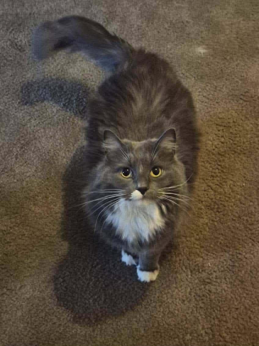 Stormy, a Adoptable mixed breed in River Falls, WI image 2/2