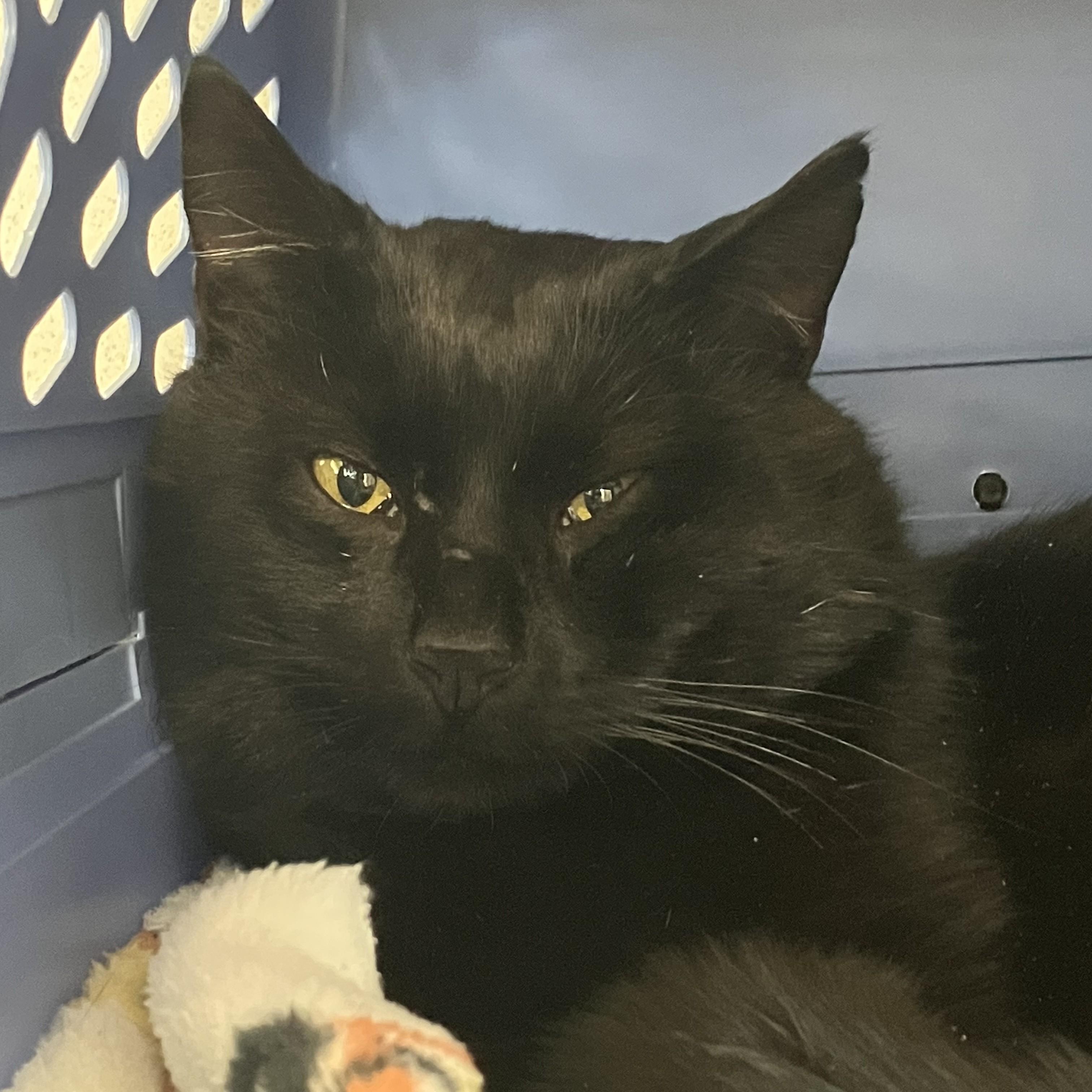 Enlarge Chauncey, a ADOPTABLE Domestic Short Hair in Eatontown, NJ image 5/6