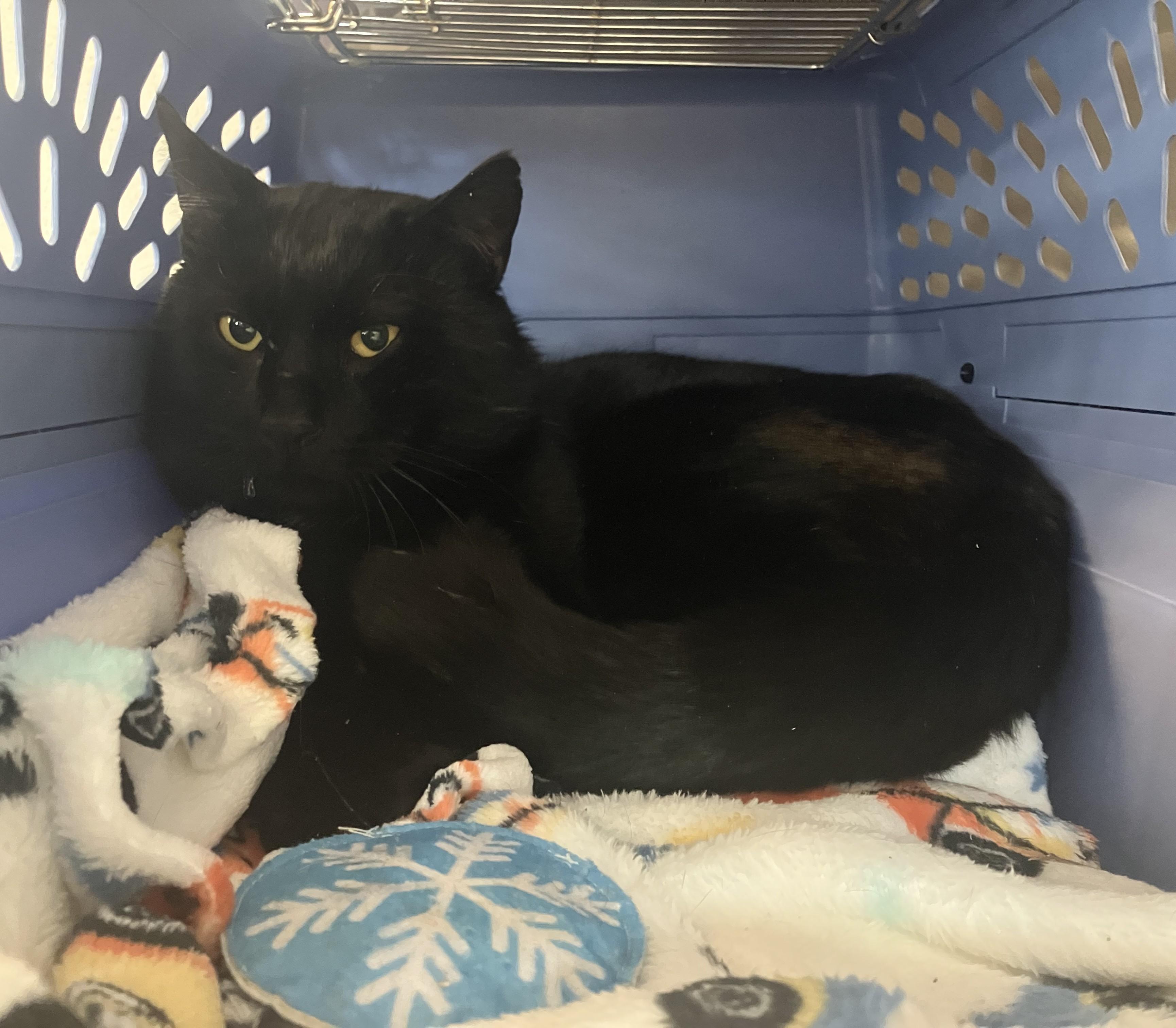 Enlarge Chauncey, a ADOPTABLE Domestic Short Hair in Eatontown, NJ image 6/6