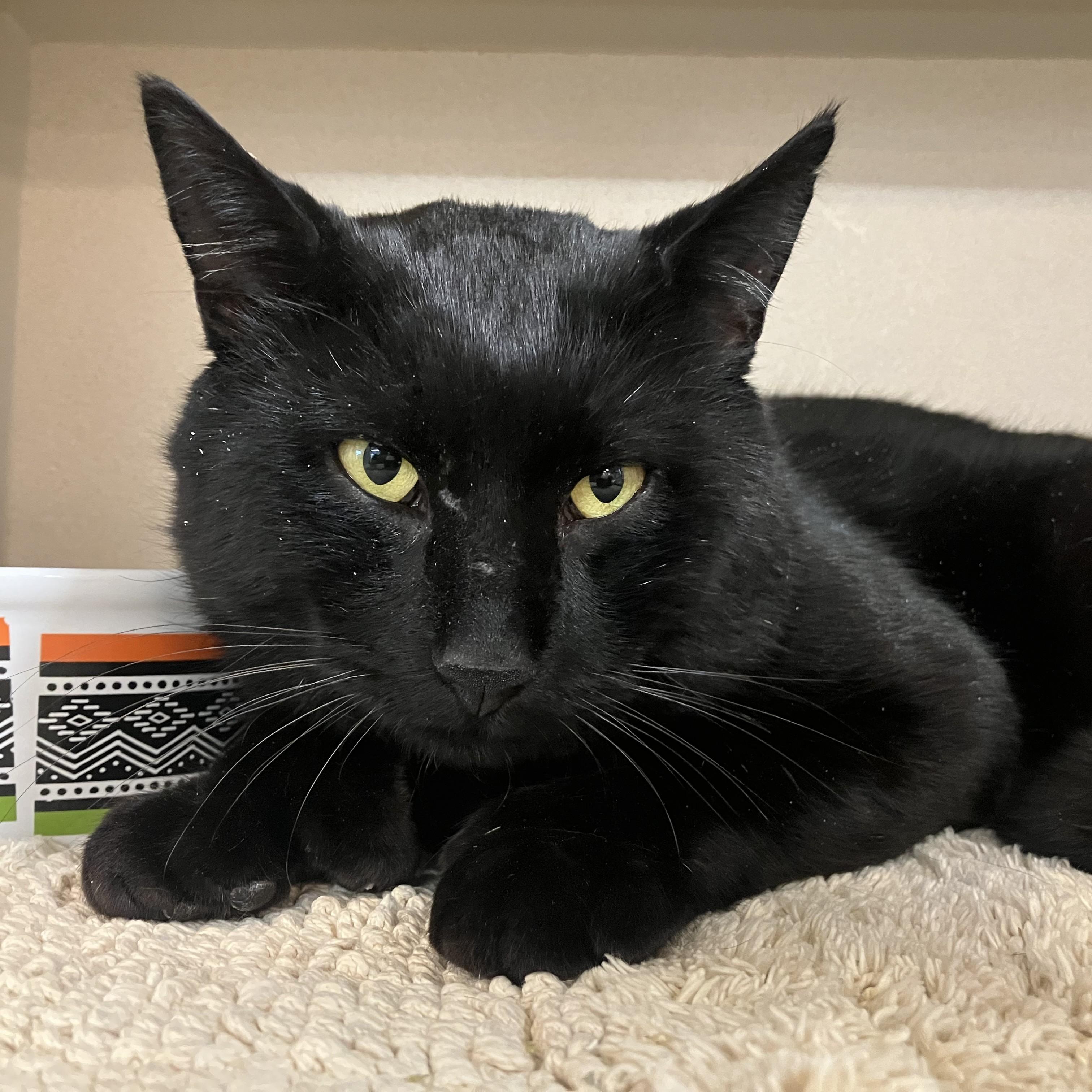 Chauncey, ADOPTABLE, Adult Male Domestic Short Hair.
