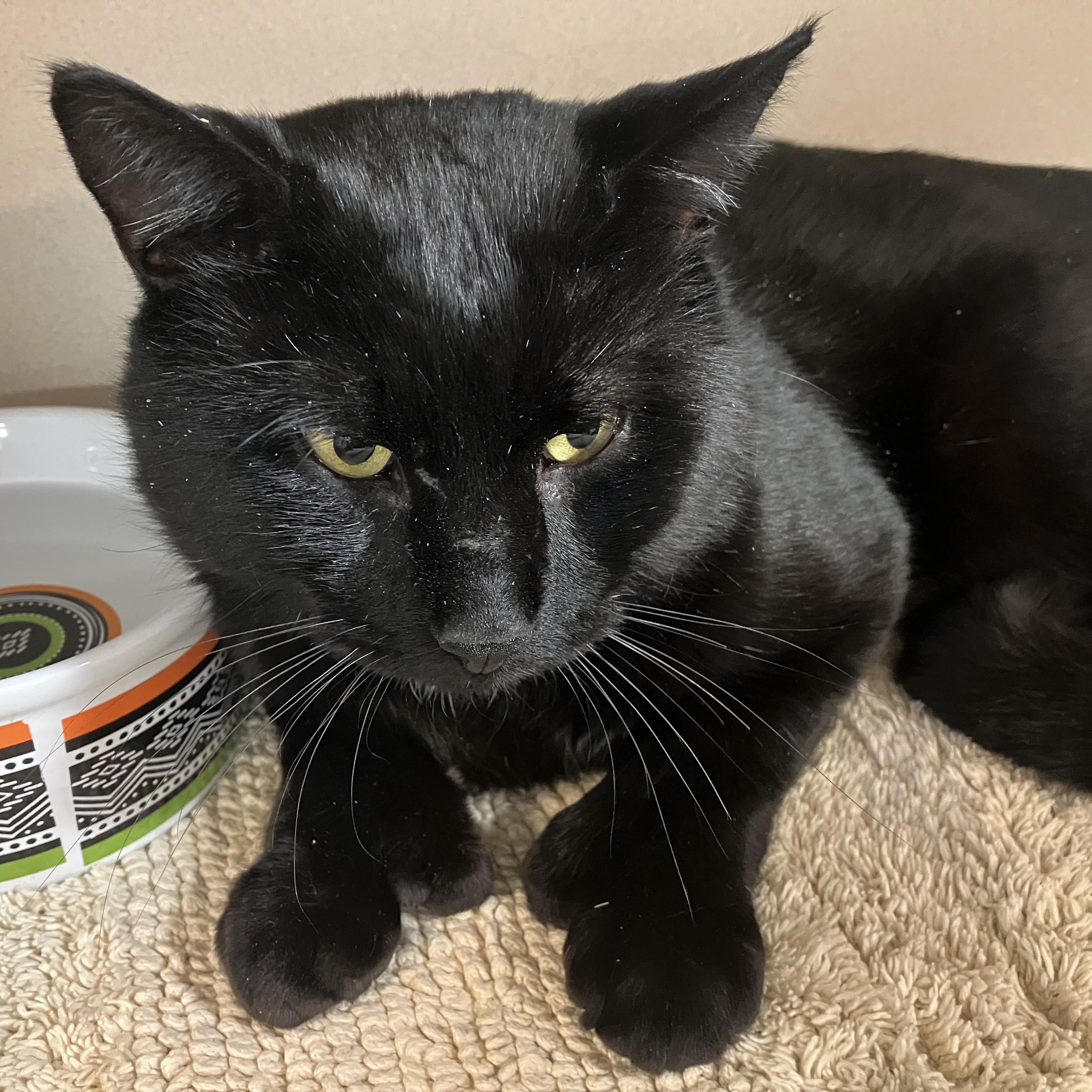 Enlarge Chauncey, a ADOPTABLE Domestic Short Hair in Eatontown, NJ image 4/6