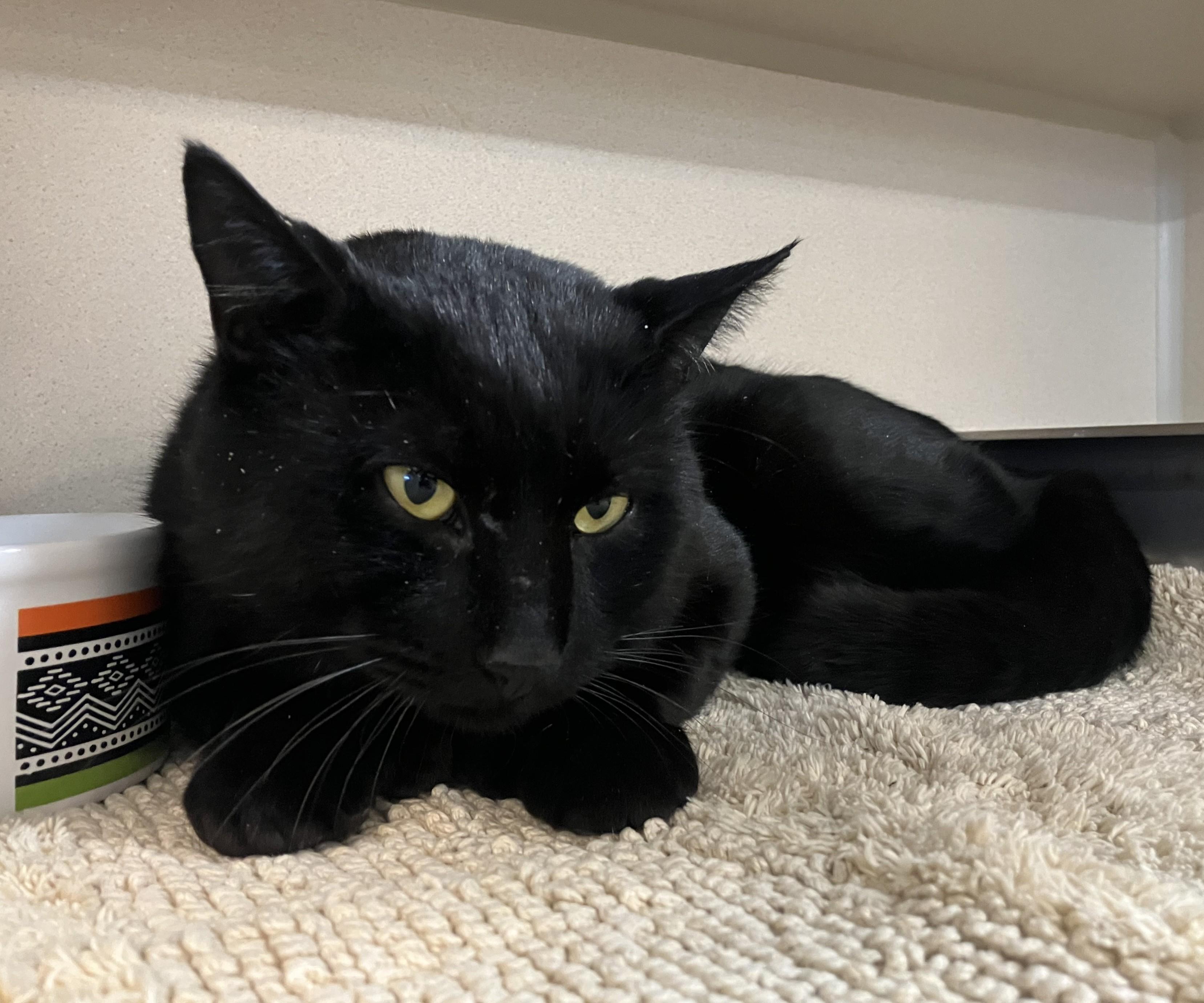 Enlarge Chauncey, a ADOPTABLE Domestic Short Hair in Eatontown, NJ image 2/6