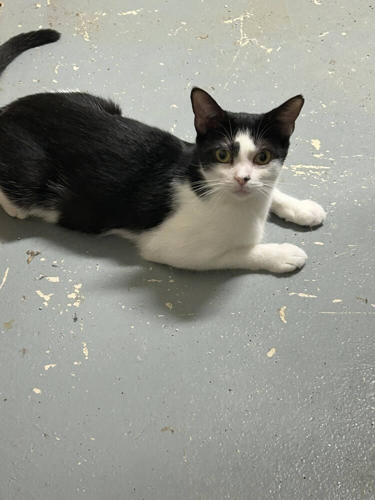 Mirabel, a Adoptable Domestic Short Hair in Rockwell, NC image 2/6