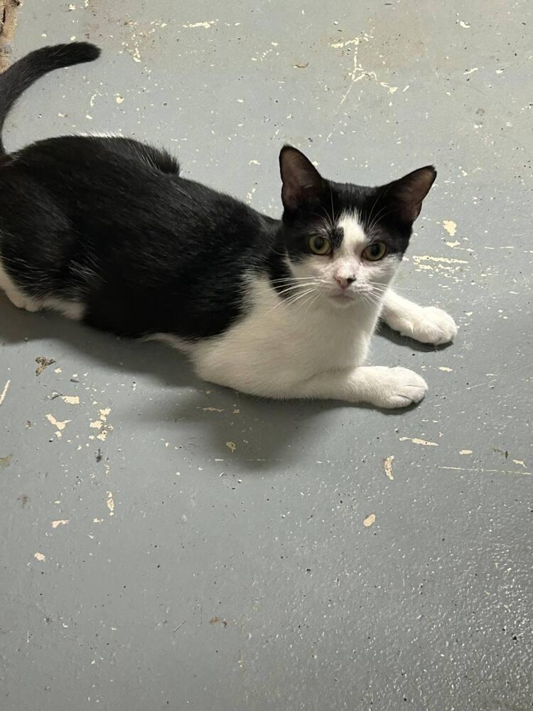 Mirabel, a Adoptable Domestic Short Hair in Rockwell, NC image 6/6