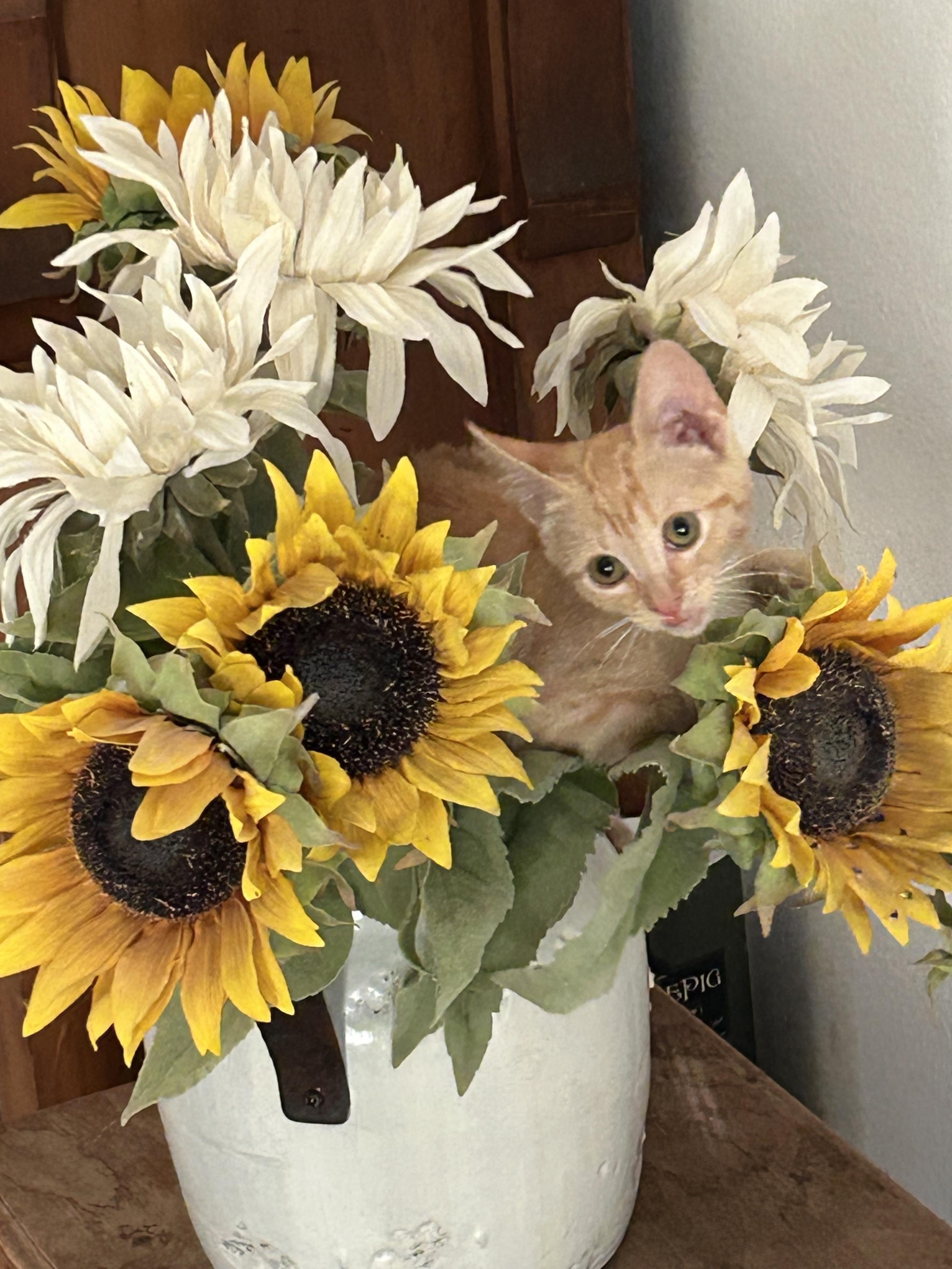 Penelope, Adoptable, Young Female Domestic Short Hair.