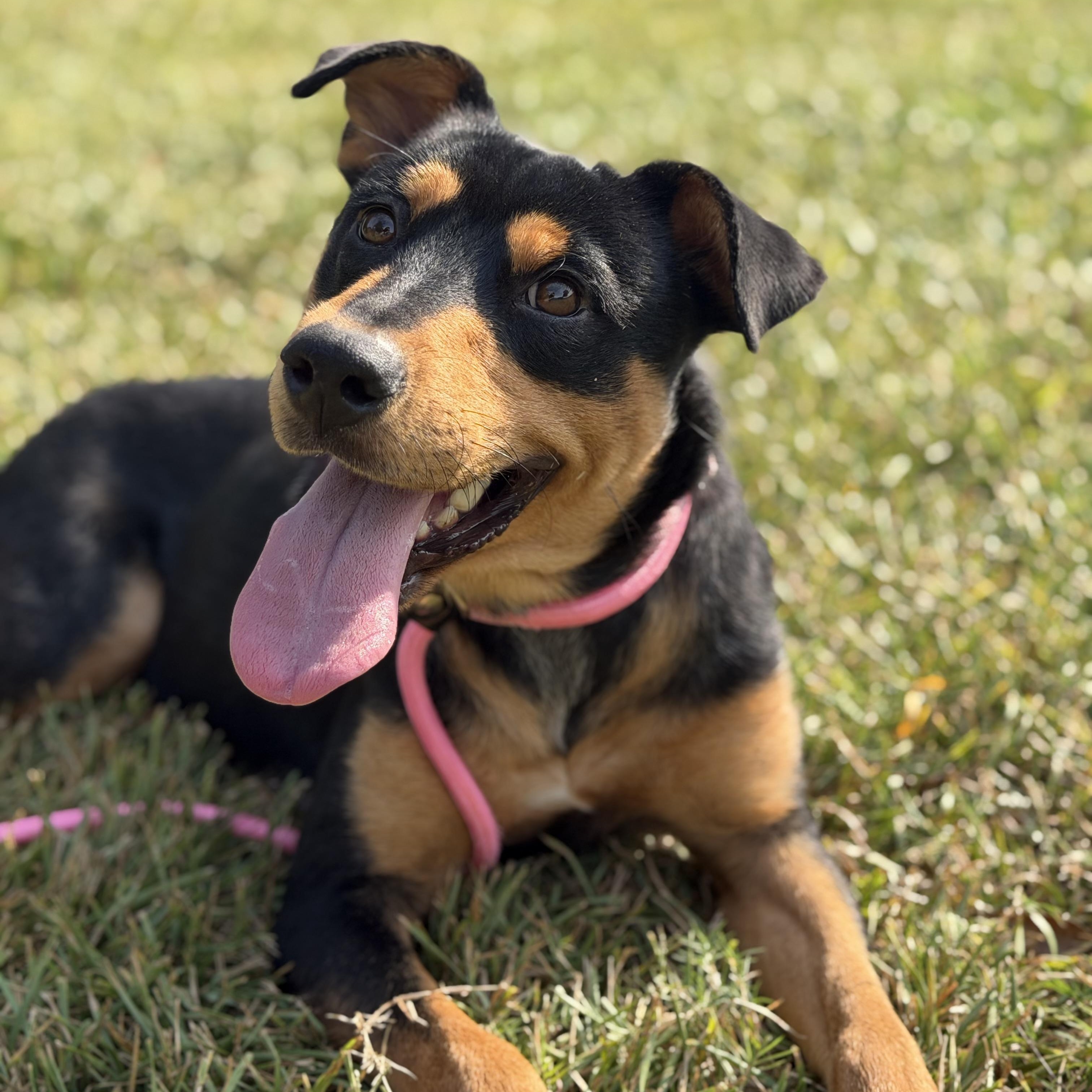 Zelda, Adoptable, Young Female German Pinscher.