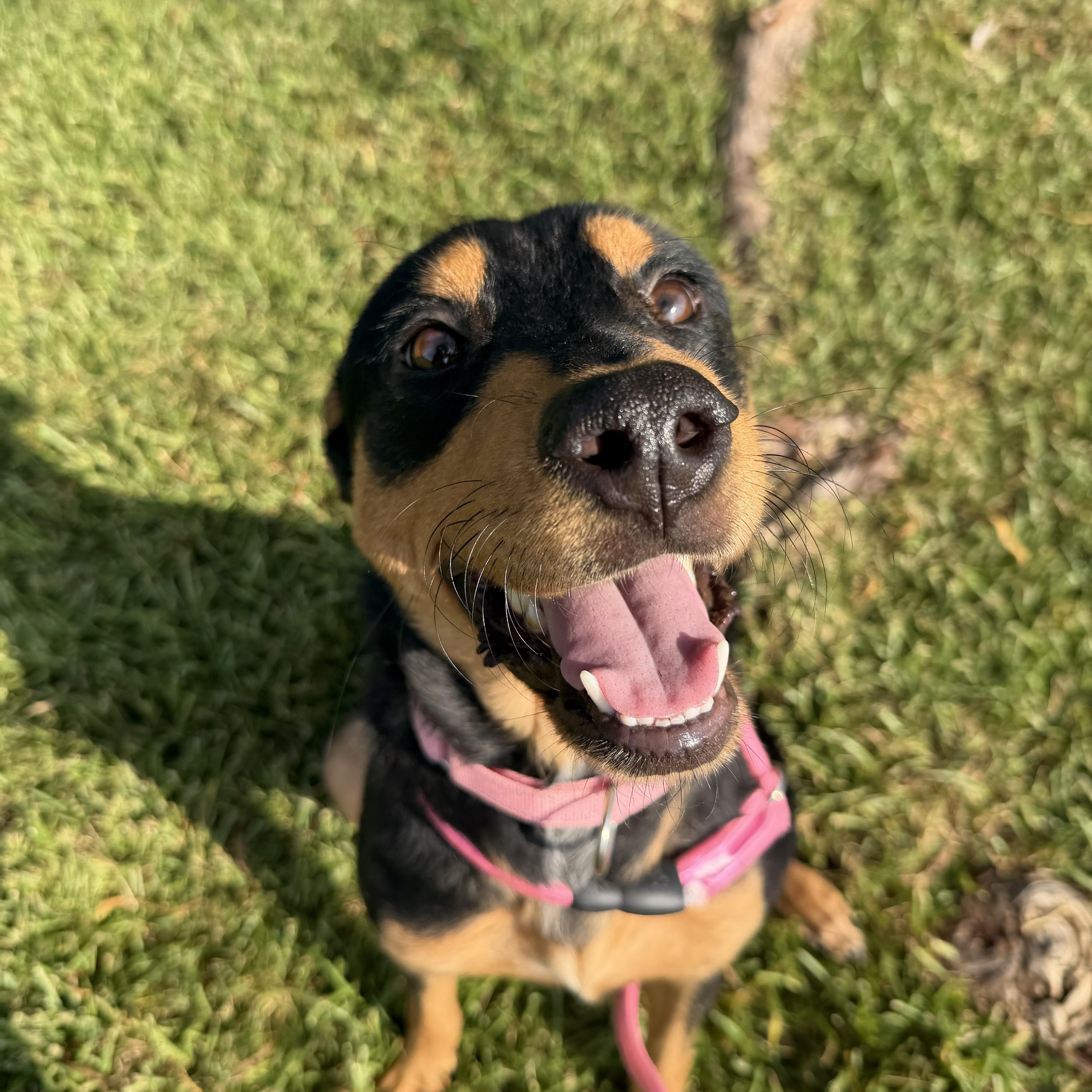 Enlarge Zelda, a Adoptable mixed breed in Rocky Hill, CT image 3/5