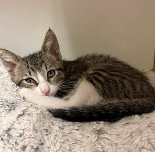Scrabble, ADOPTABLE, Kitten Male Domestic Short Hair.