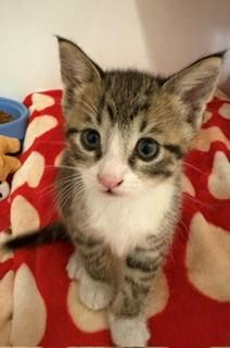 Enlarge Scrabble, a ADOPTABLE Domestic Short Hair in Mason City, IA image 2/3