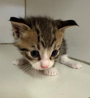 Enlarge Scrabble, a ADOPTABLE Domestic Short Hair in Mason City, IA image 3/3