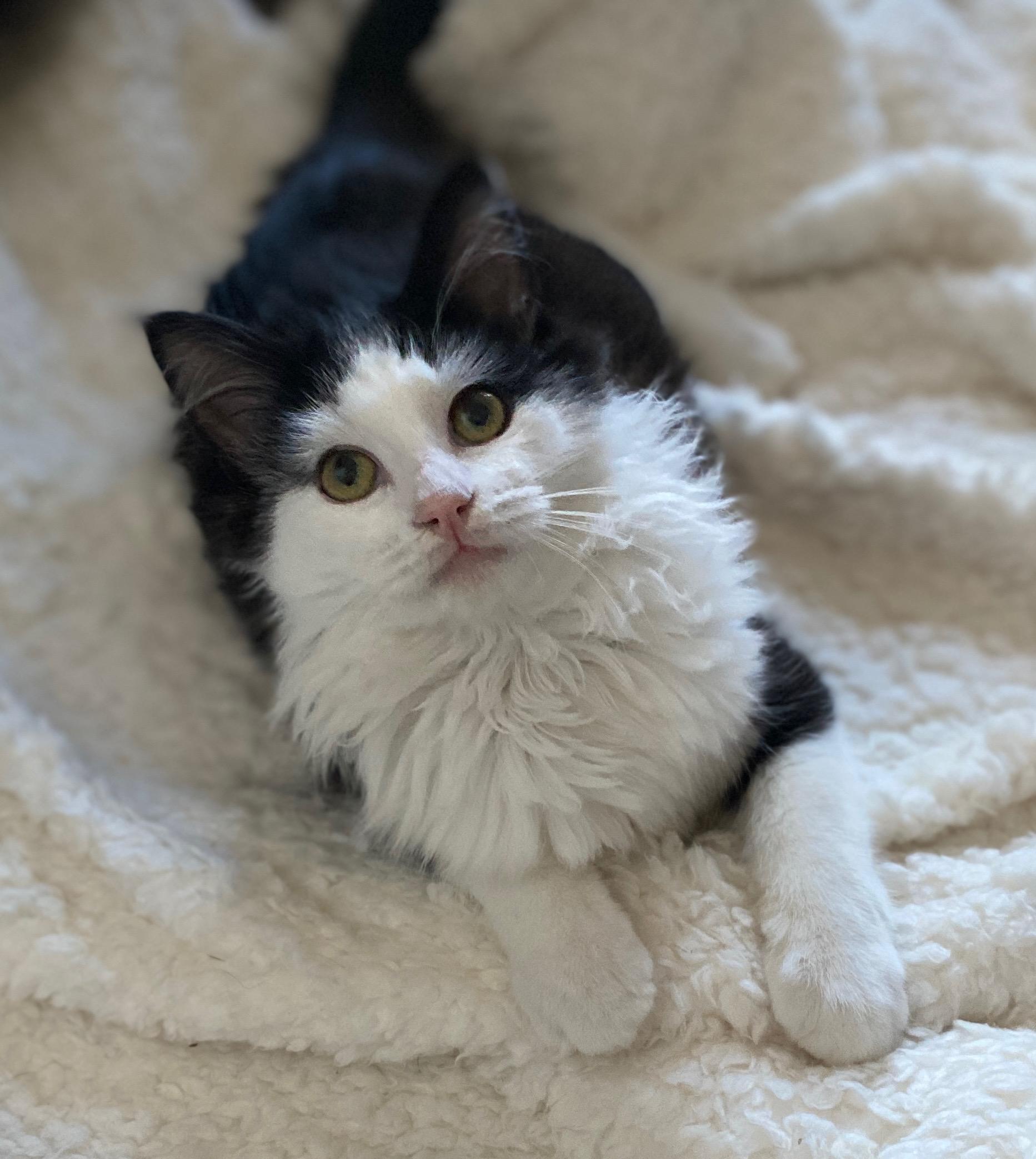 Enlarge Baron von Fluff, an adopted Domestic Medium Hair in Irvine, CA image 3/4