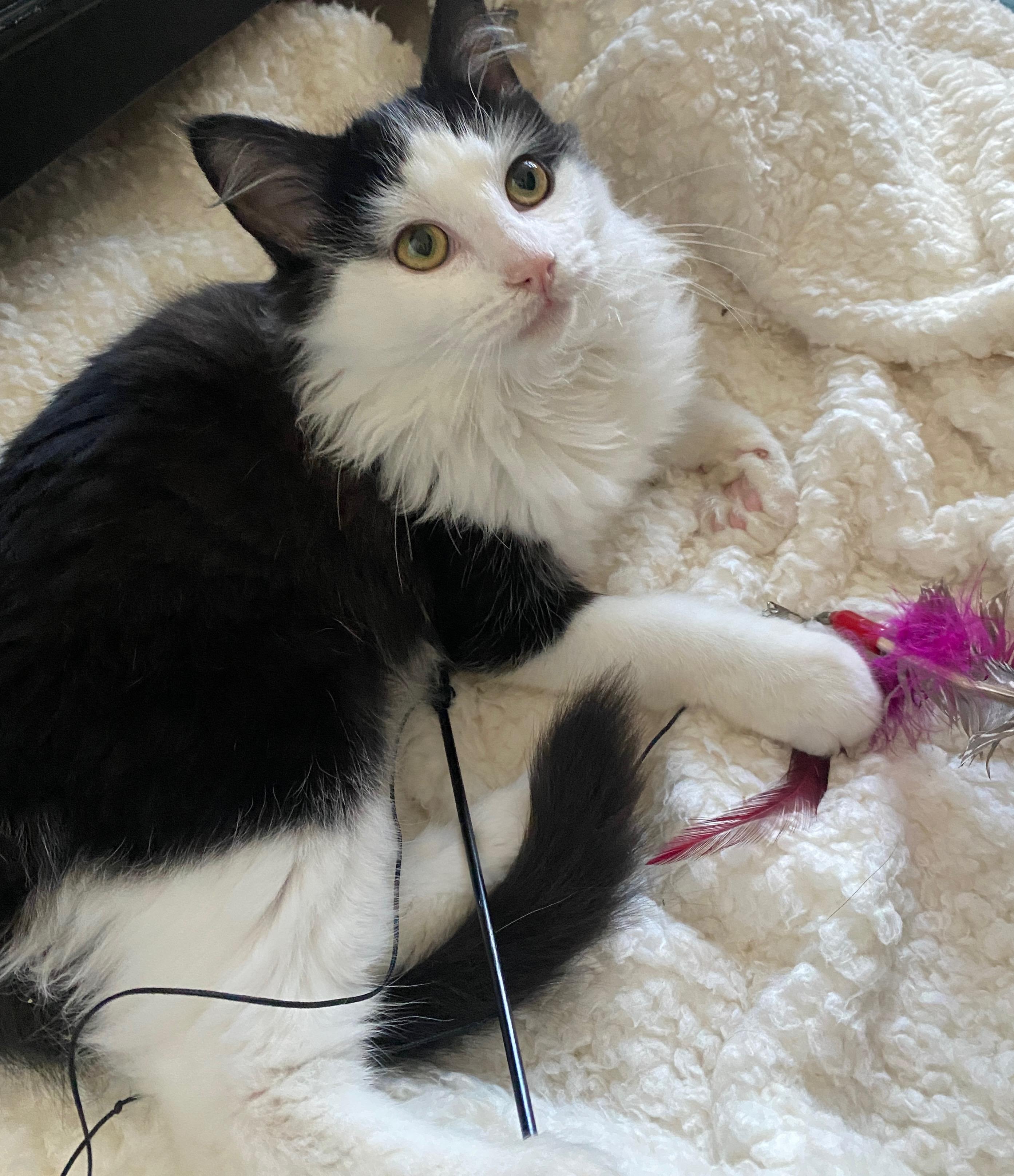 Enlarge Baron von Fluff, an adopted Domestic Medium Hair in Irvine, CA image 4/4