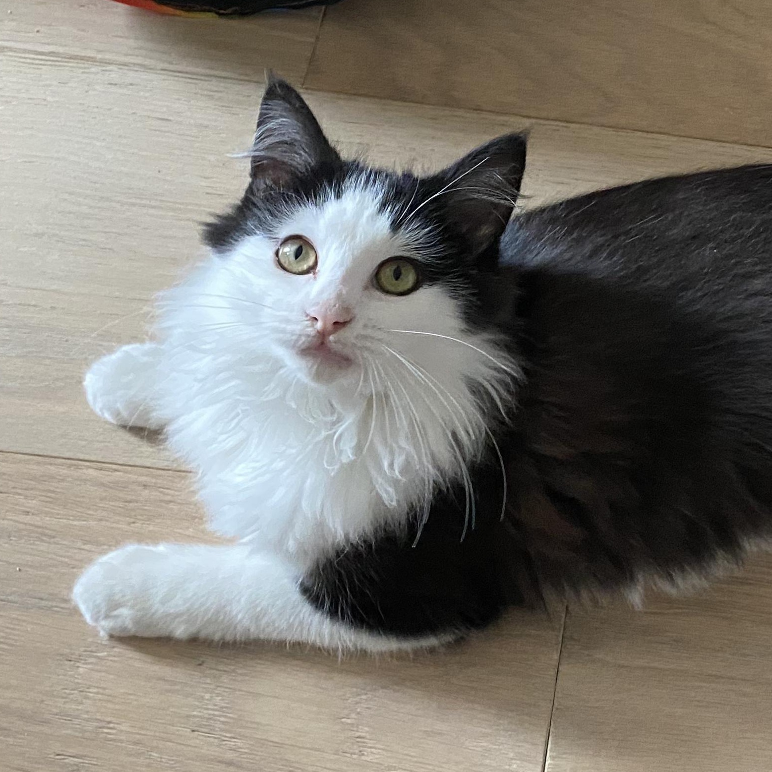 Enlarge Baron von Fluff, an adopted Domestic Medium Hair in Irvine, CA image 1/4