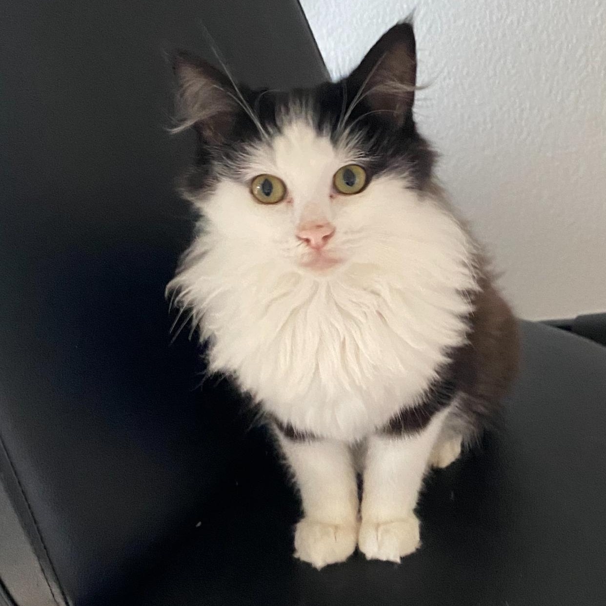 Enlarge Baron von Fluff, an adopted Domestic Medium Hair in Irvine, CA image 2/4